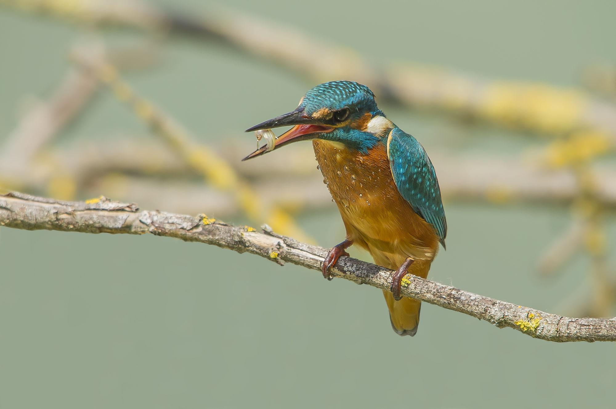 Kingfisher with prey.