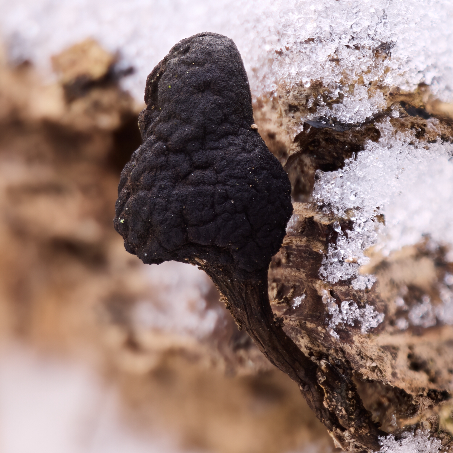 Xylaria sp.