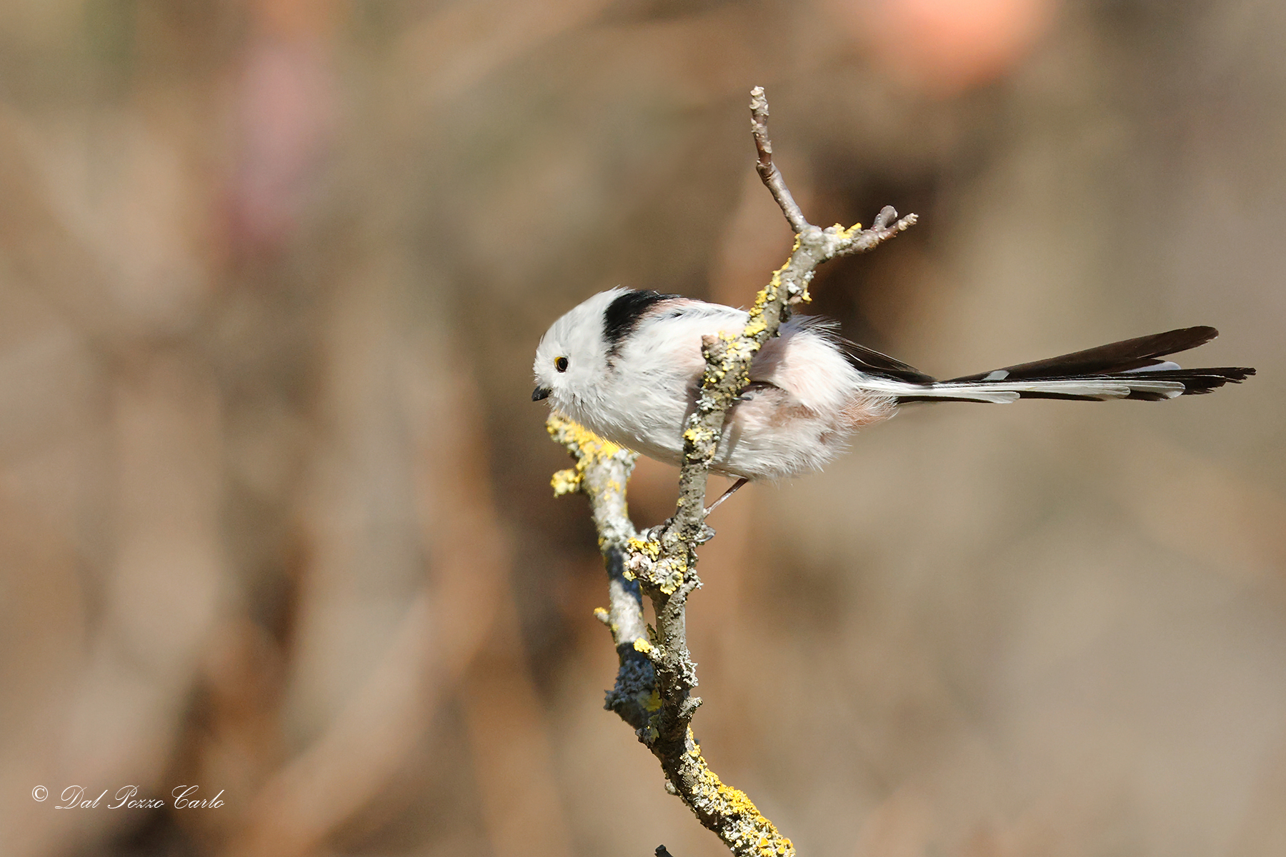 Codibugnolo testabianca