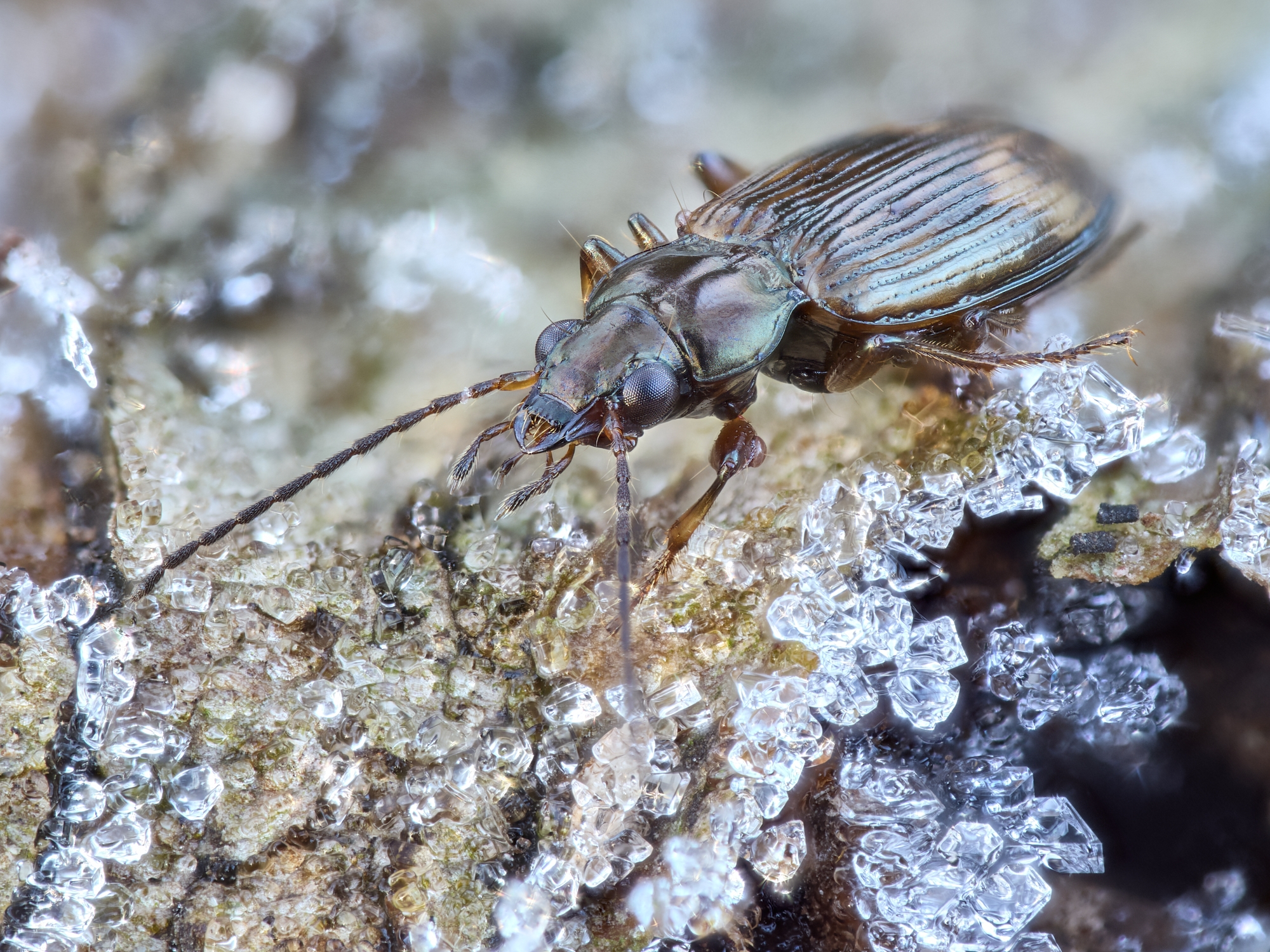Bembidion dentellum