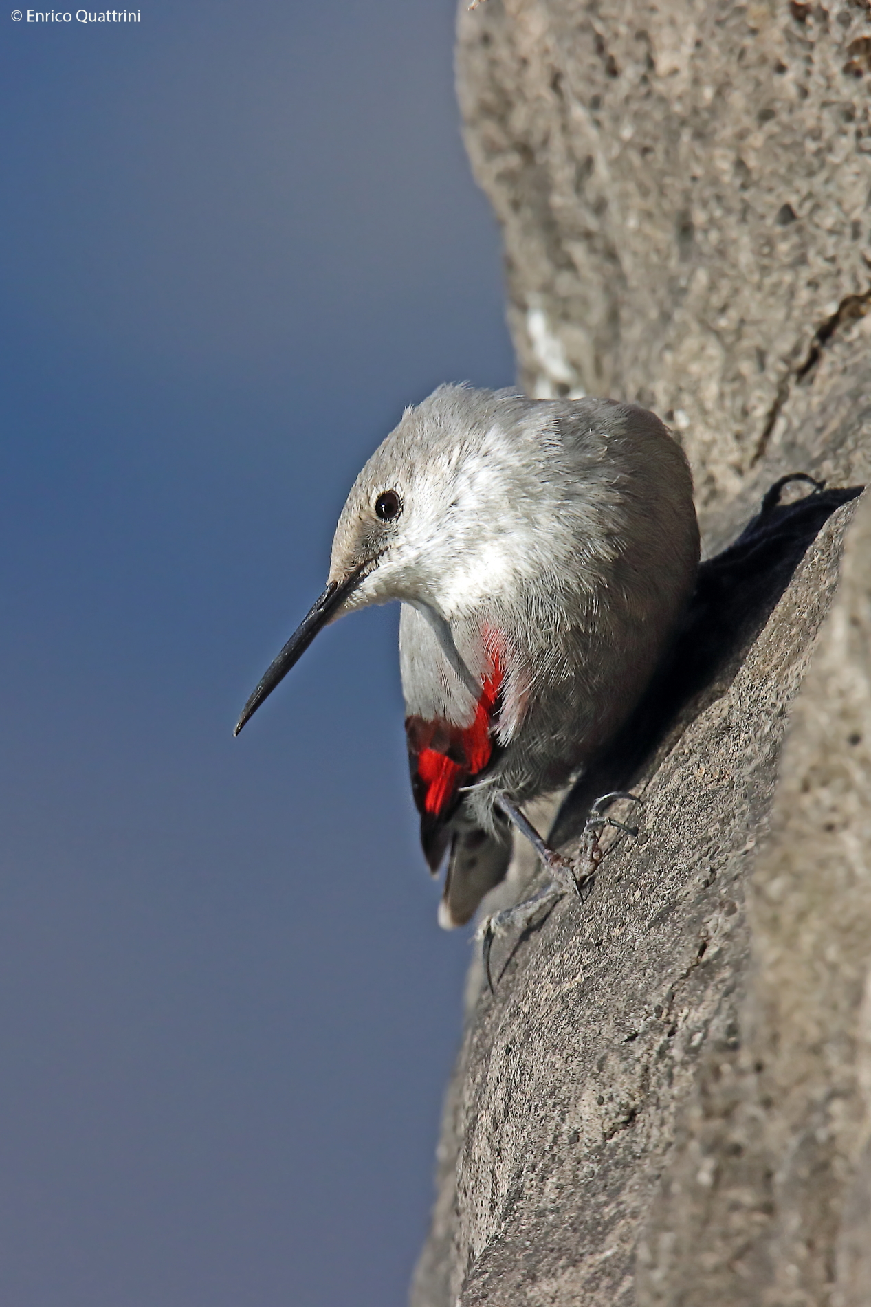 Wallcreeper
