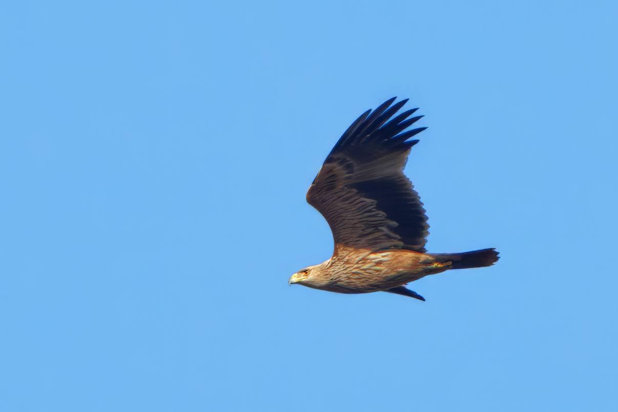 Aquila imperiale (Aquila heliaca)