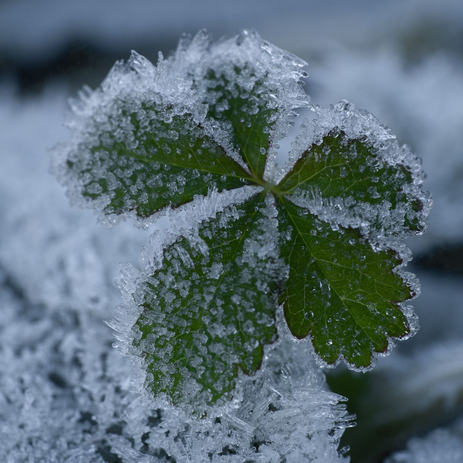Frost on green