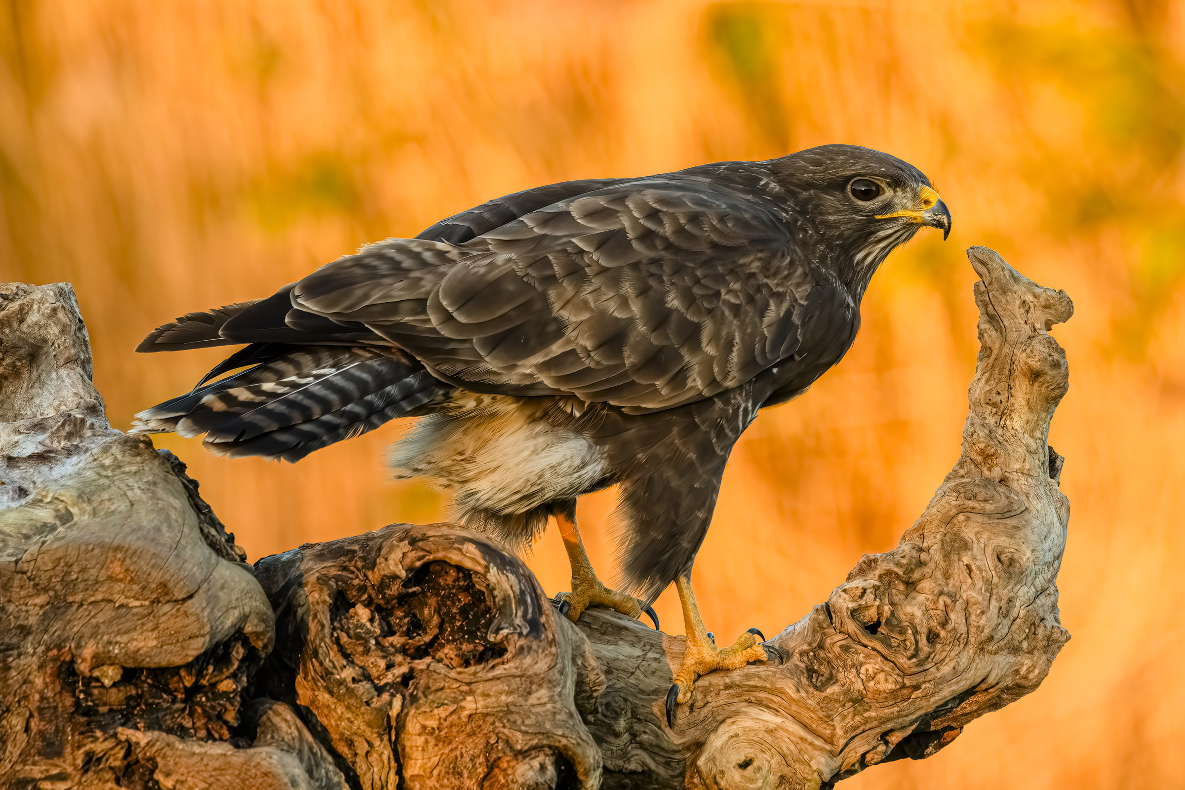 Buzzard