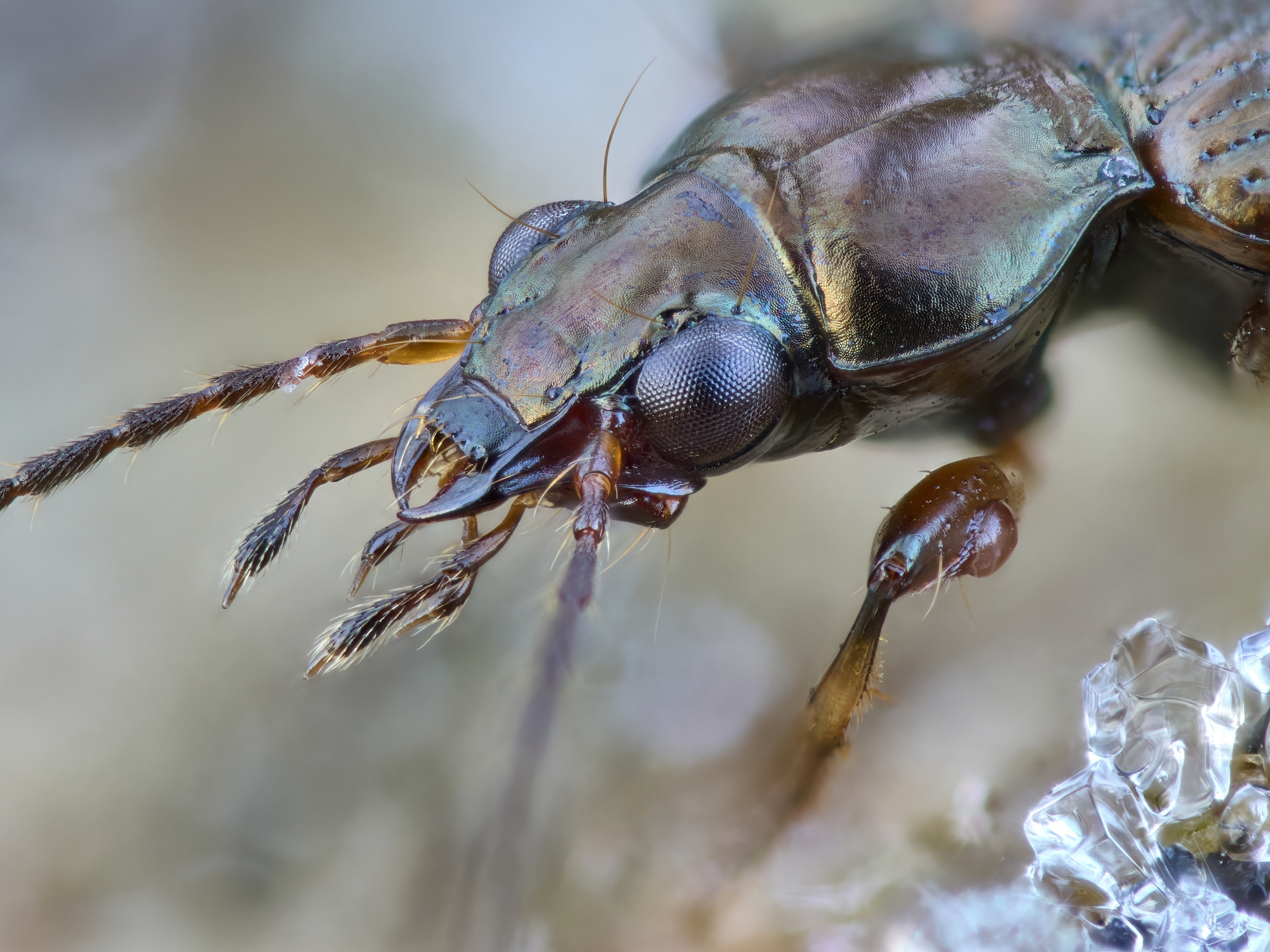 Bembidion dentellum