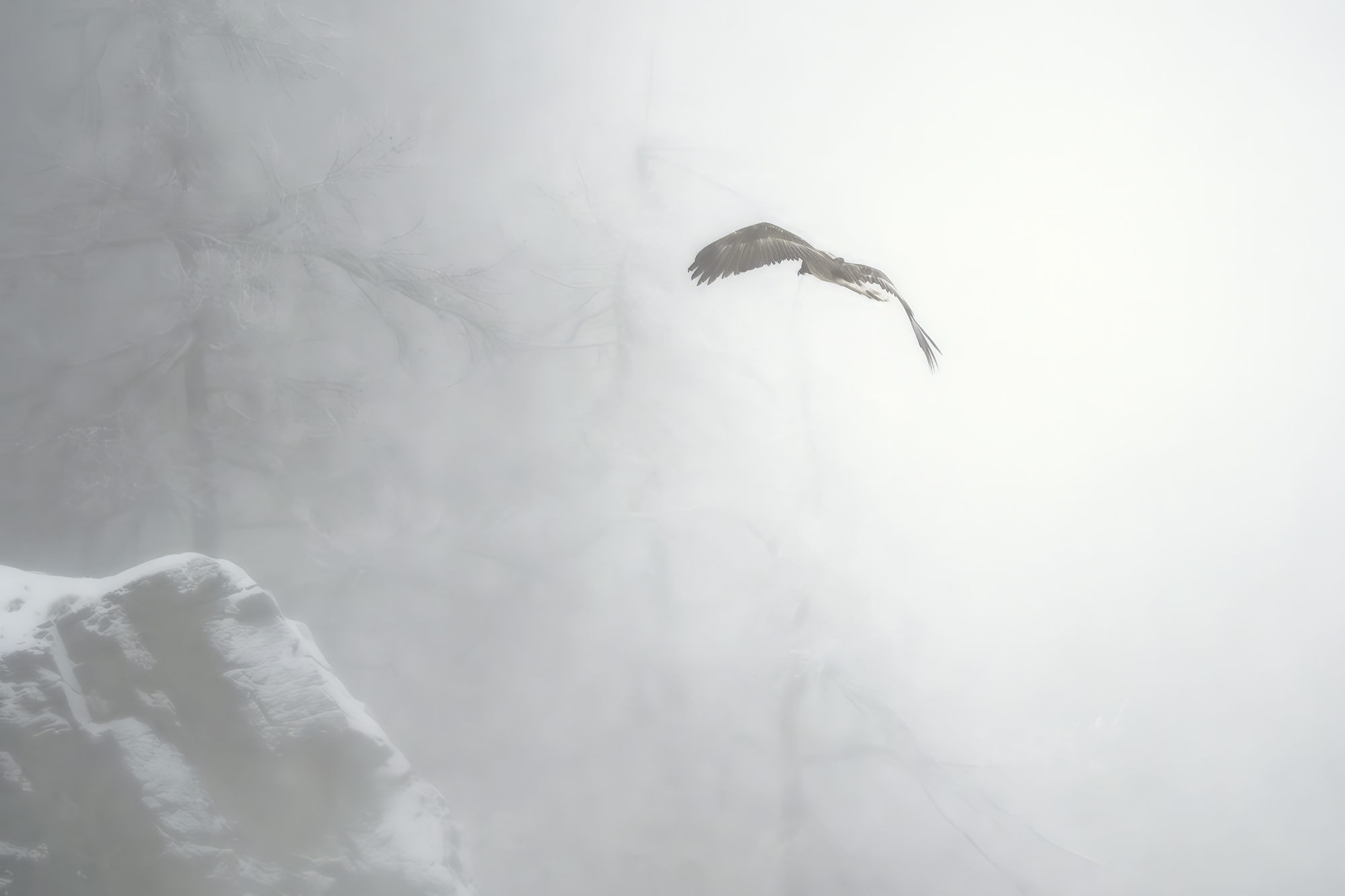 Bearded vulture in the fog