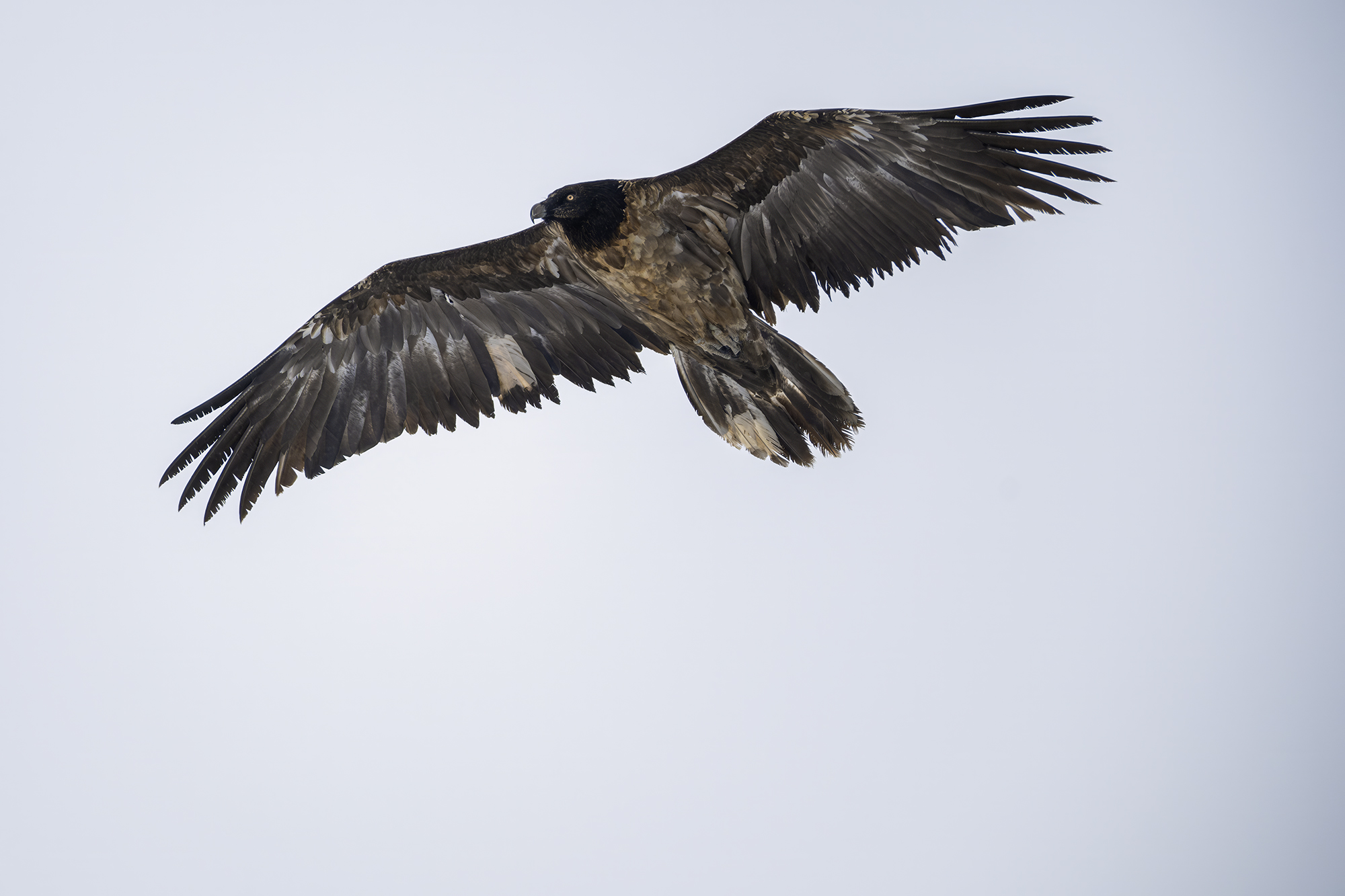 Spanish Bearded Vulture