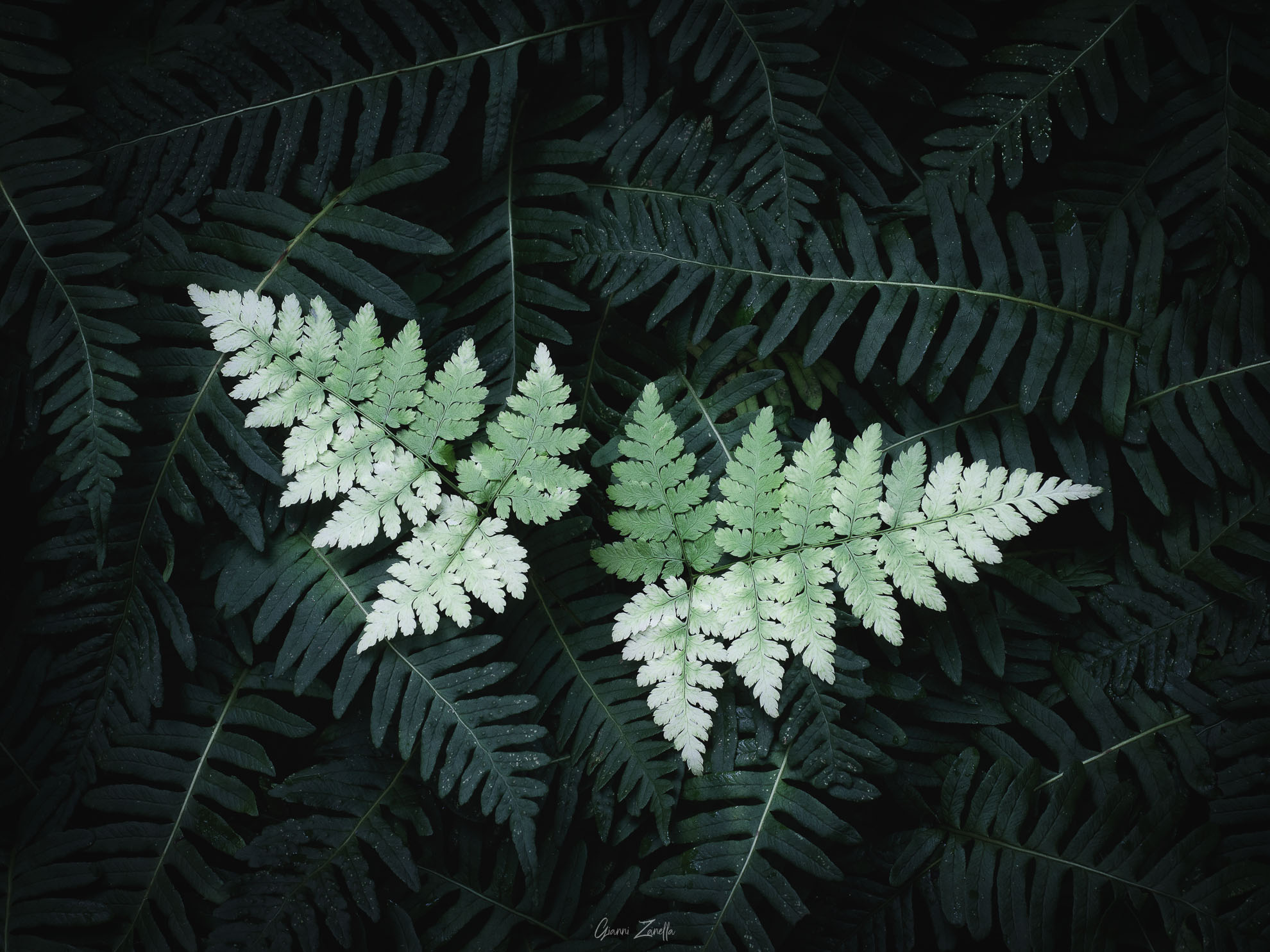 Fern