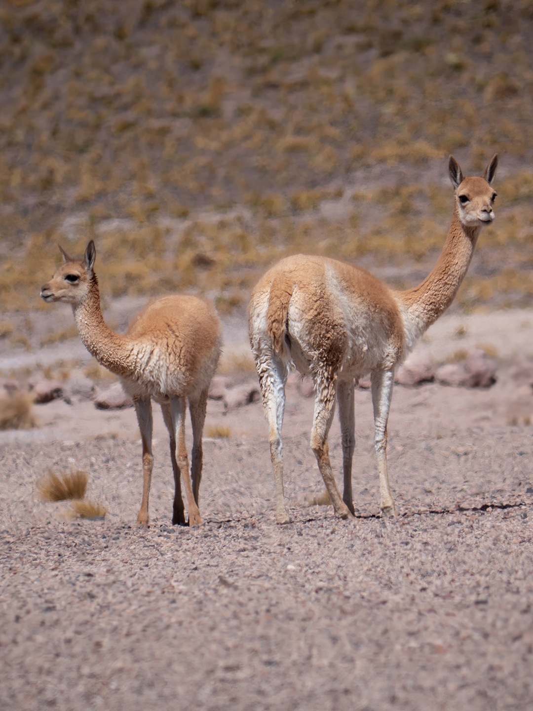 Vigogne nel deserto de Atacama (Cile)
