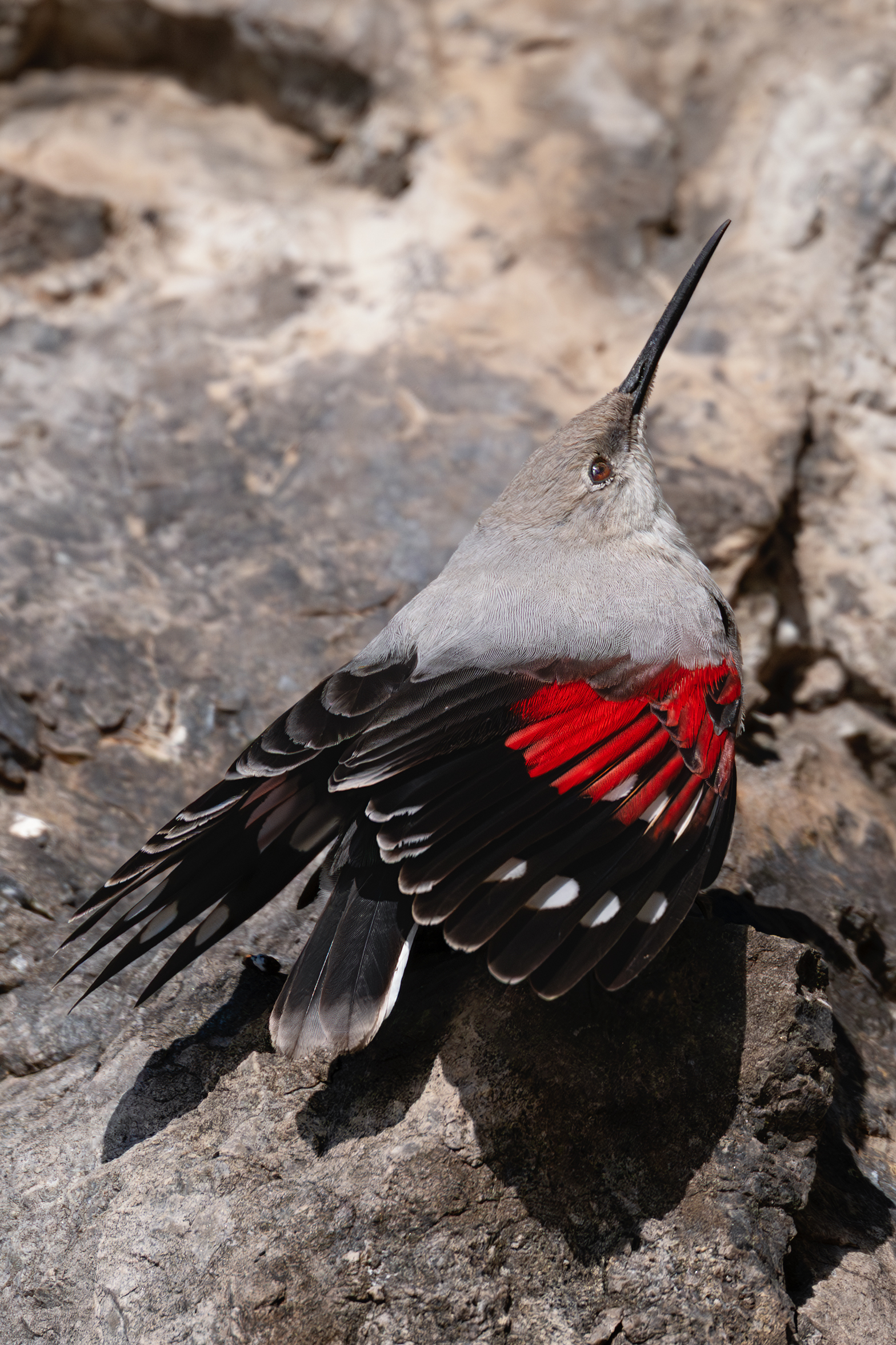 Wallcreeper
