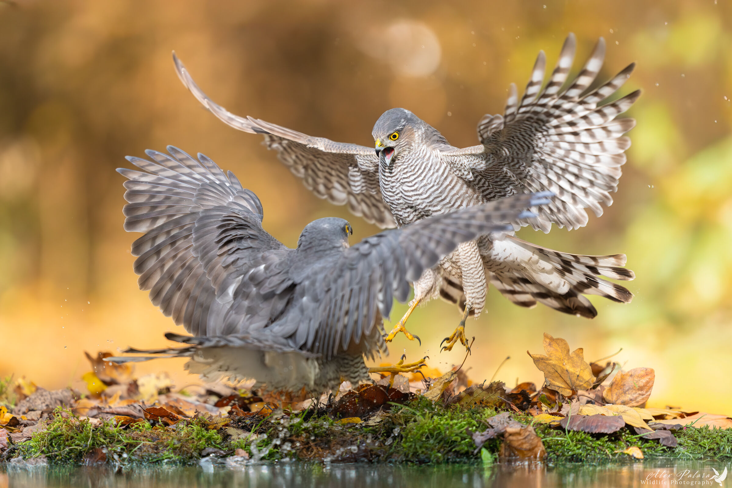 Fighting Sparrowhawks