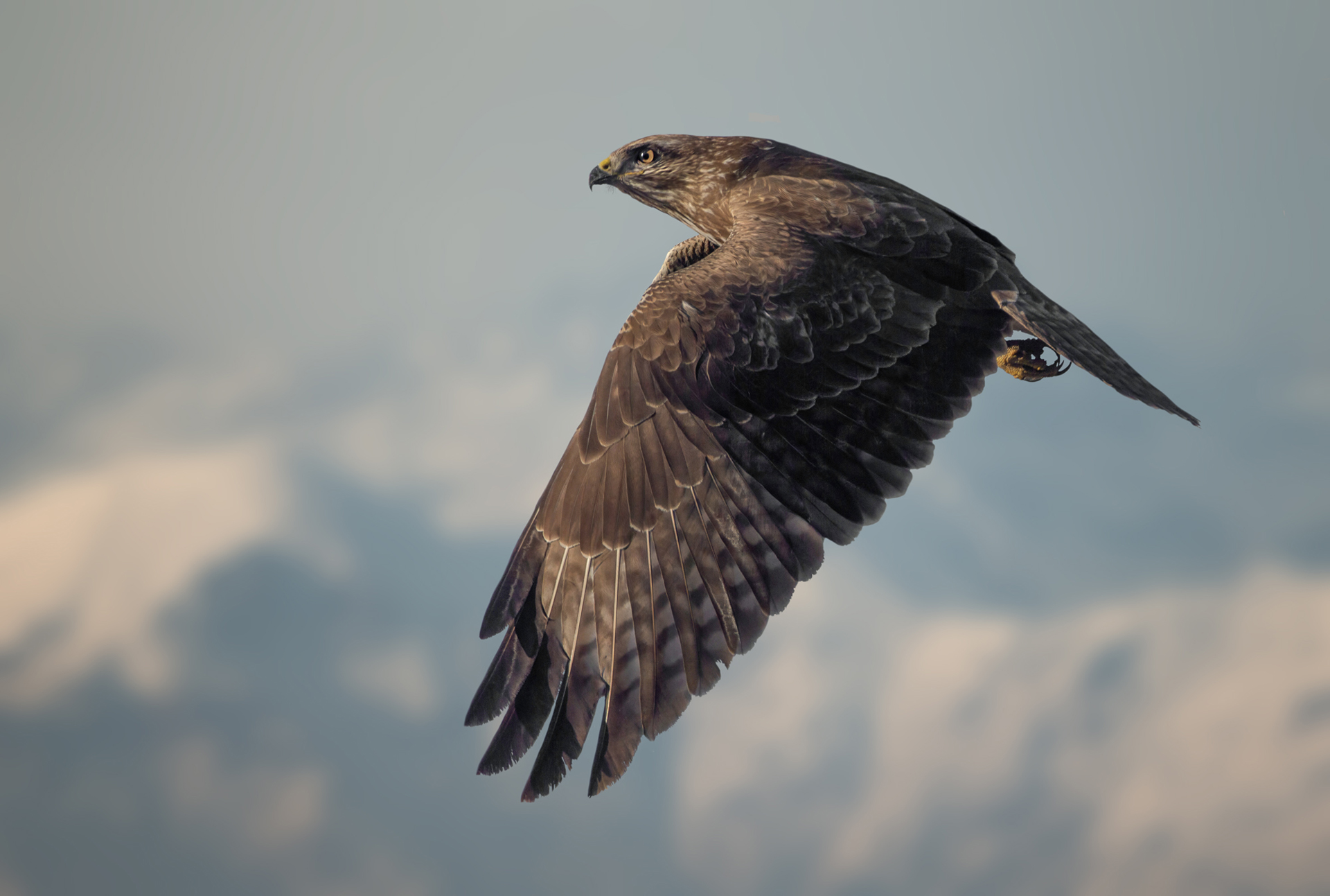 Poiana (Buteo buteo)