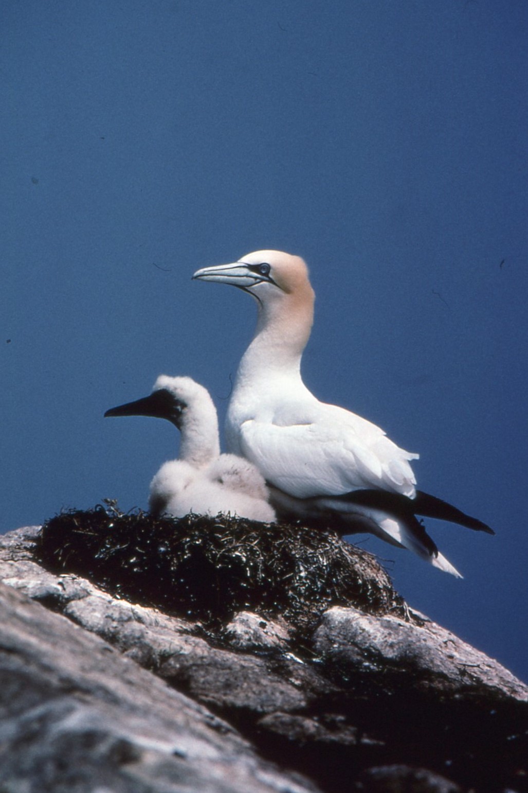 Gannet at the nest