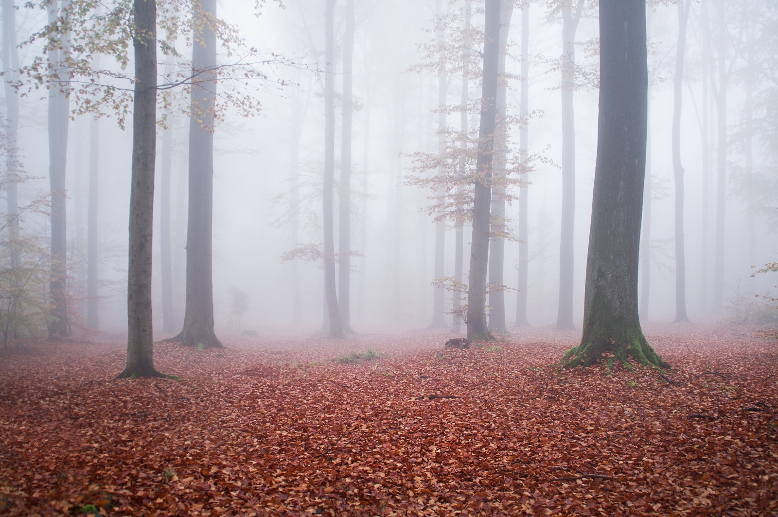 Misty Forest