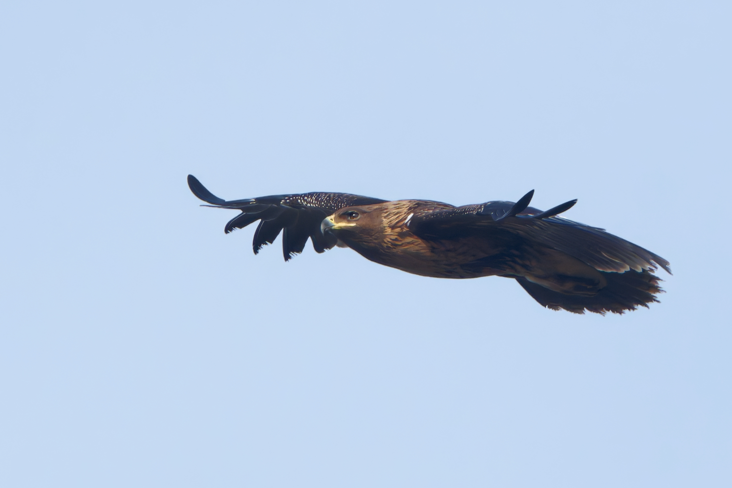 Aquila anatraia maggiore (Aquila clanga)