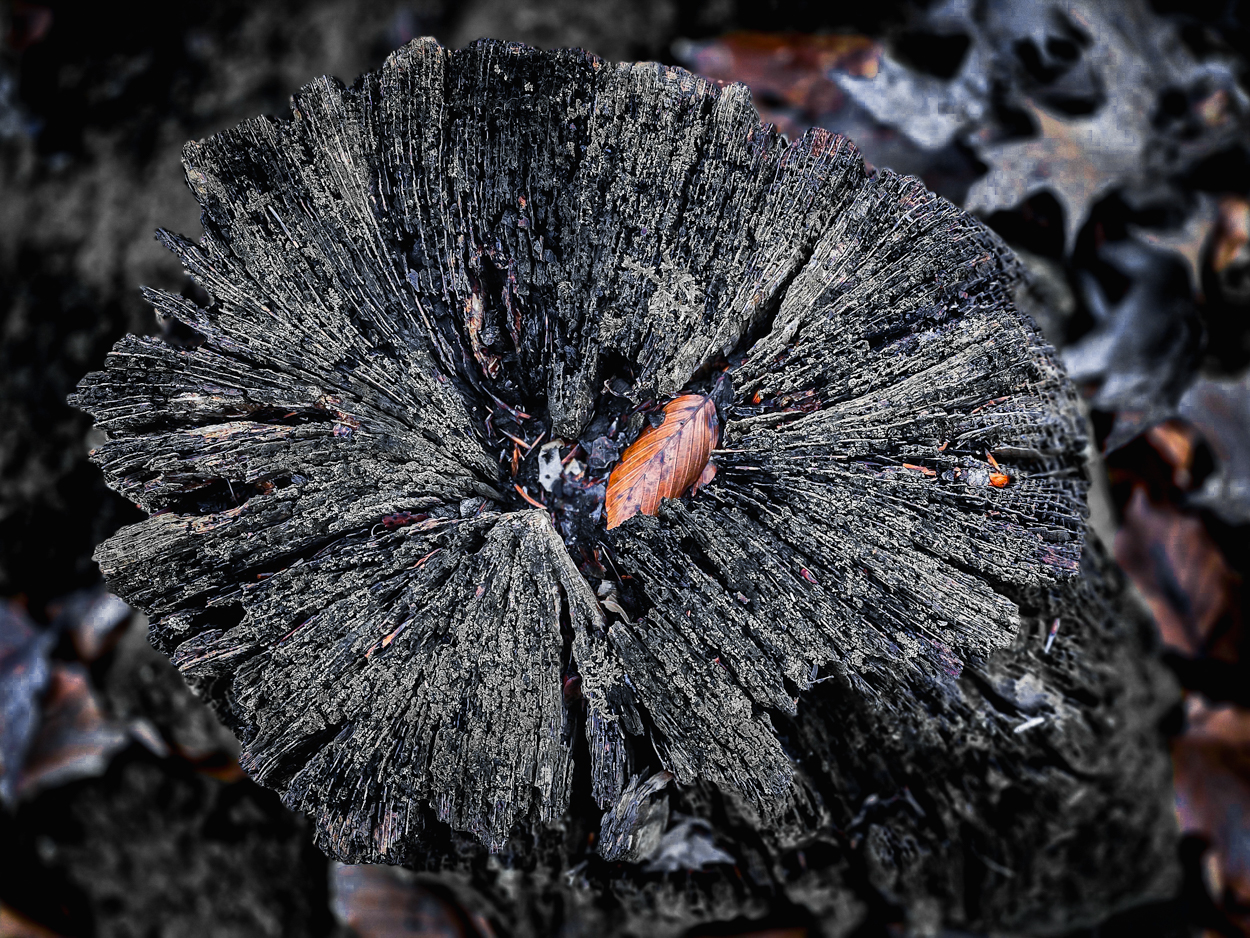 stump