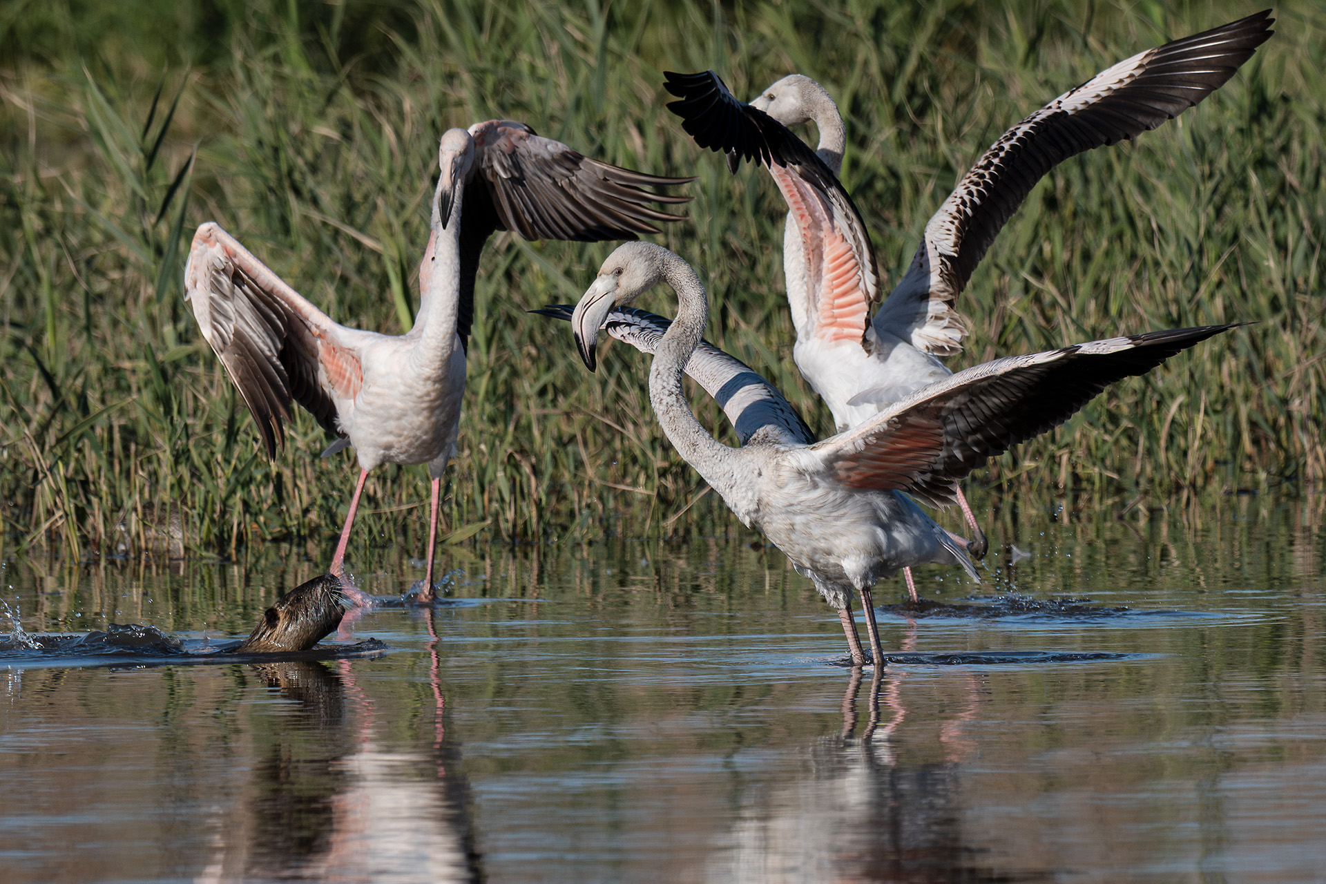 Flamingos in turmoil from Nutria