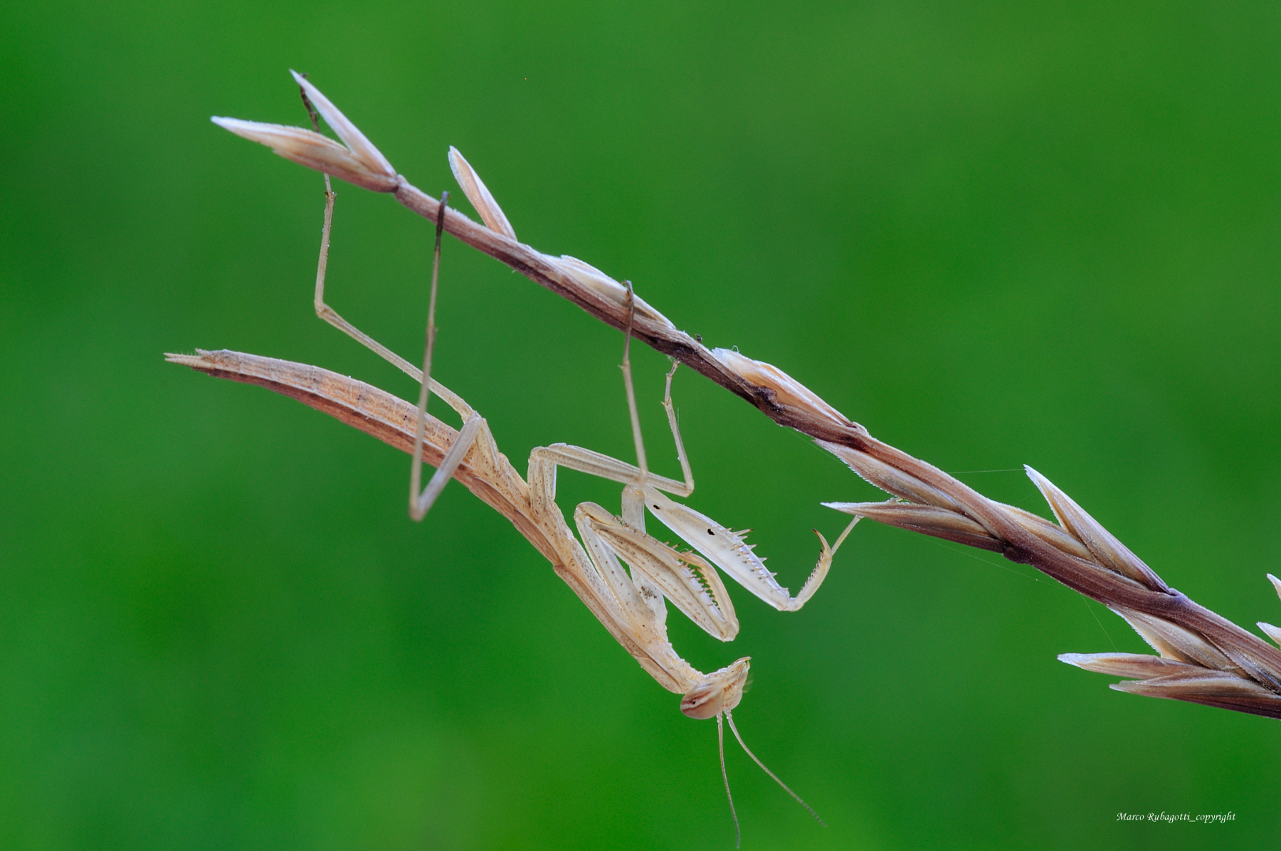 Mantis Religiosa_2