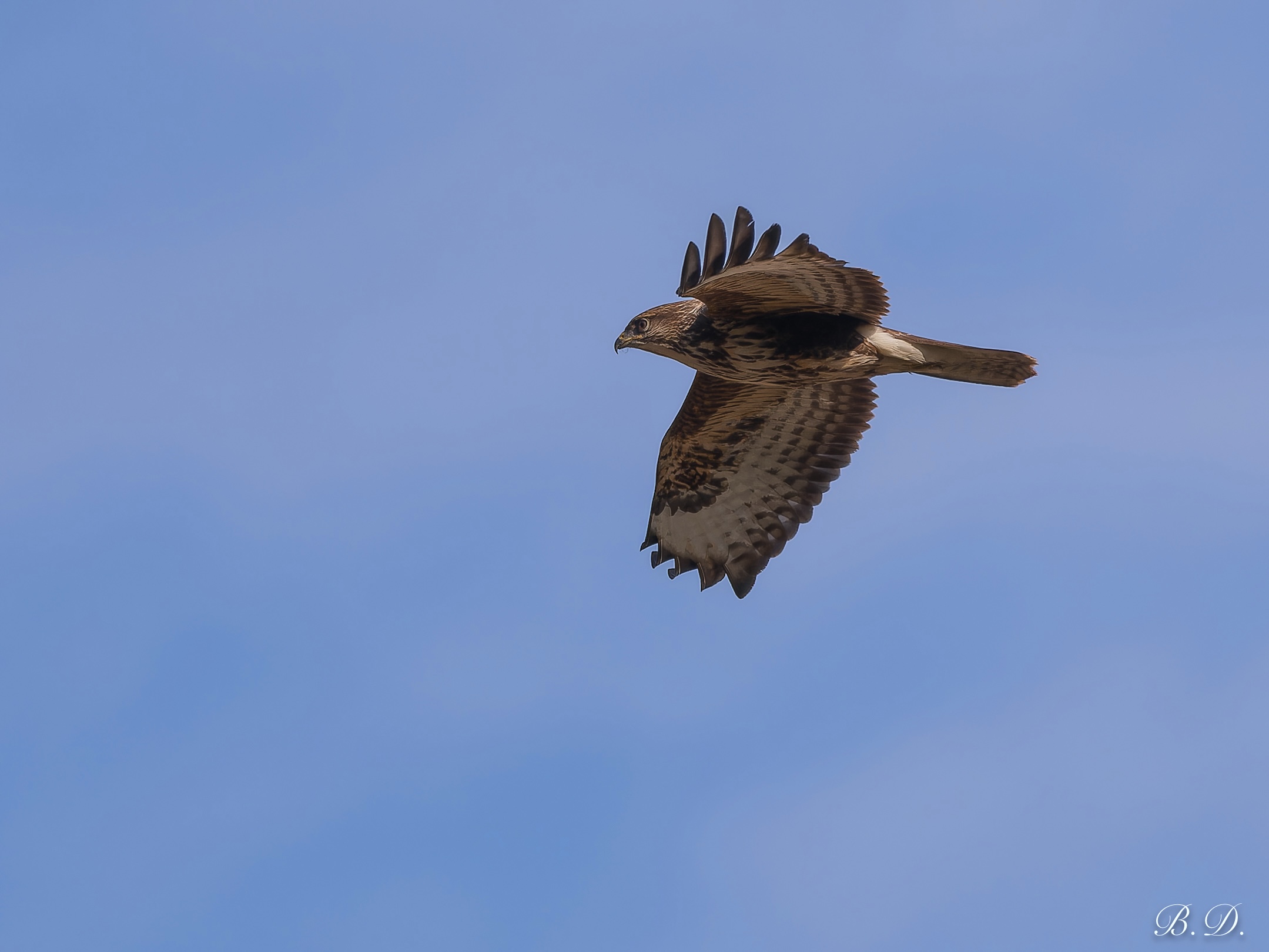 First bird of prey of the year