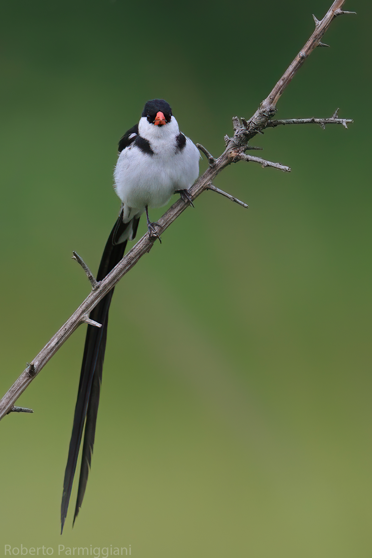 Vedova dalla coda a spillo