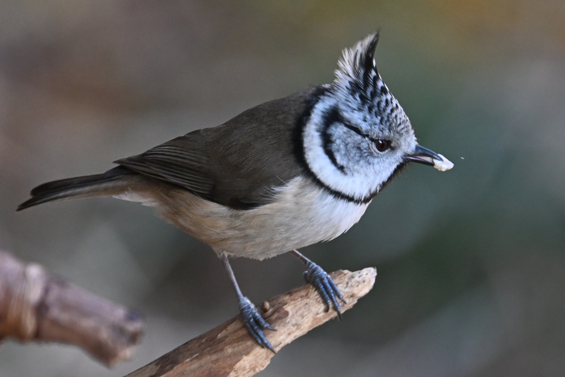 Tufted