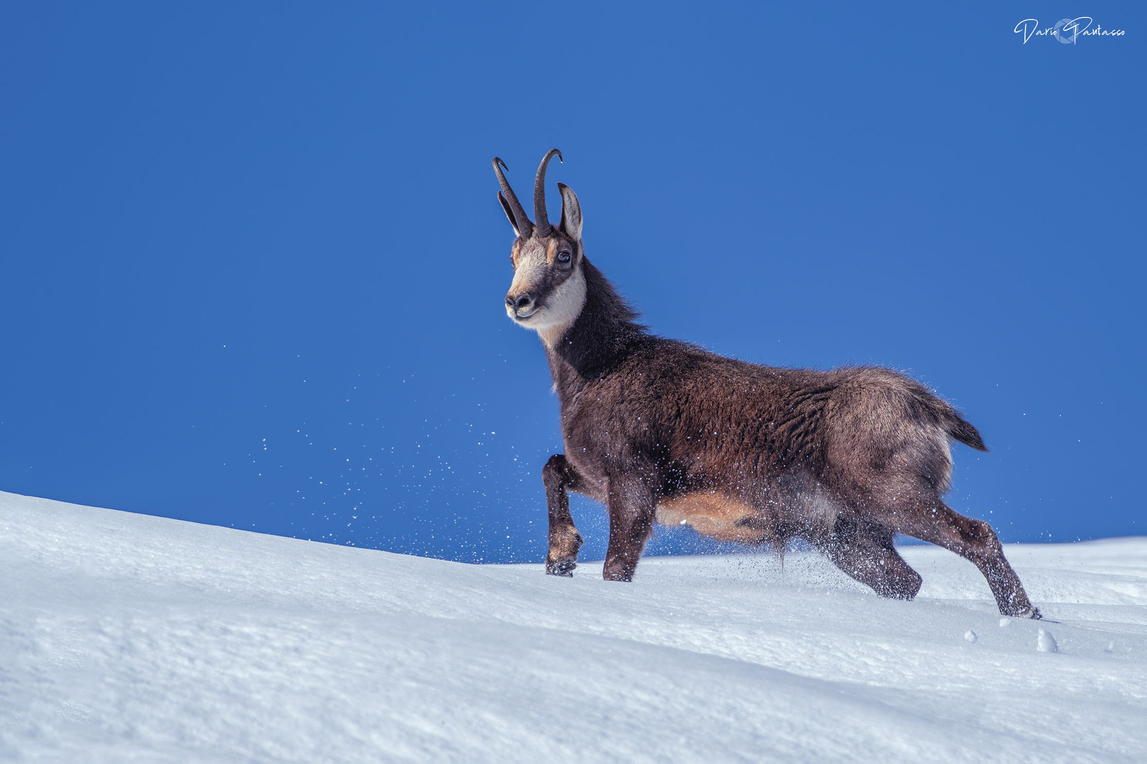 L'inverno del Camoscio