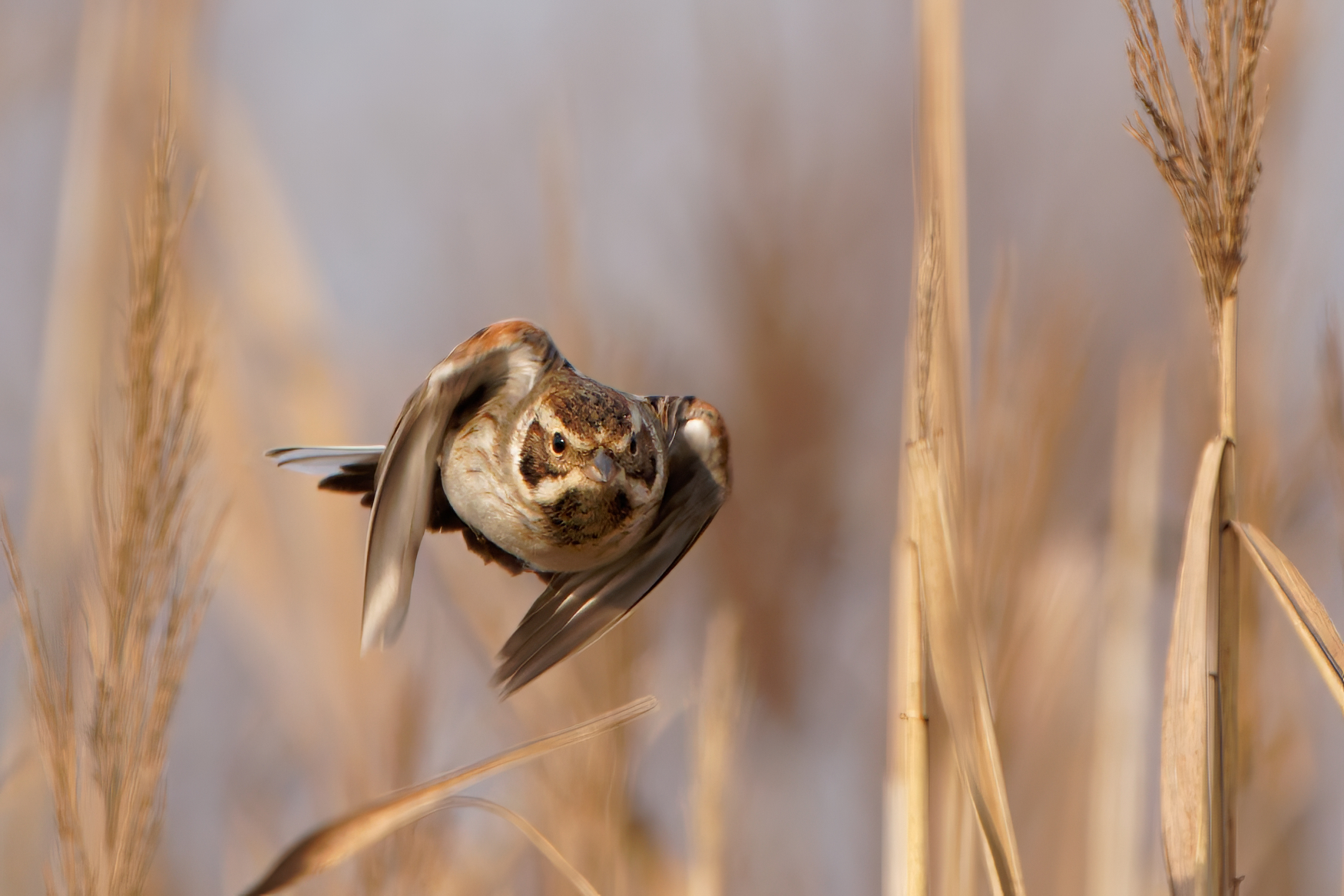 Migliarino di palude (Emberiza shoeniclus)