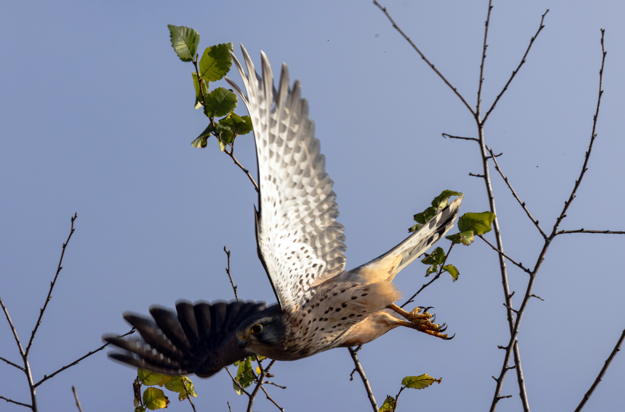 Kestrel hunting