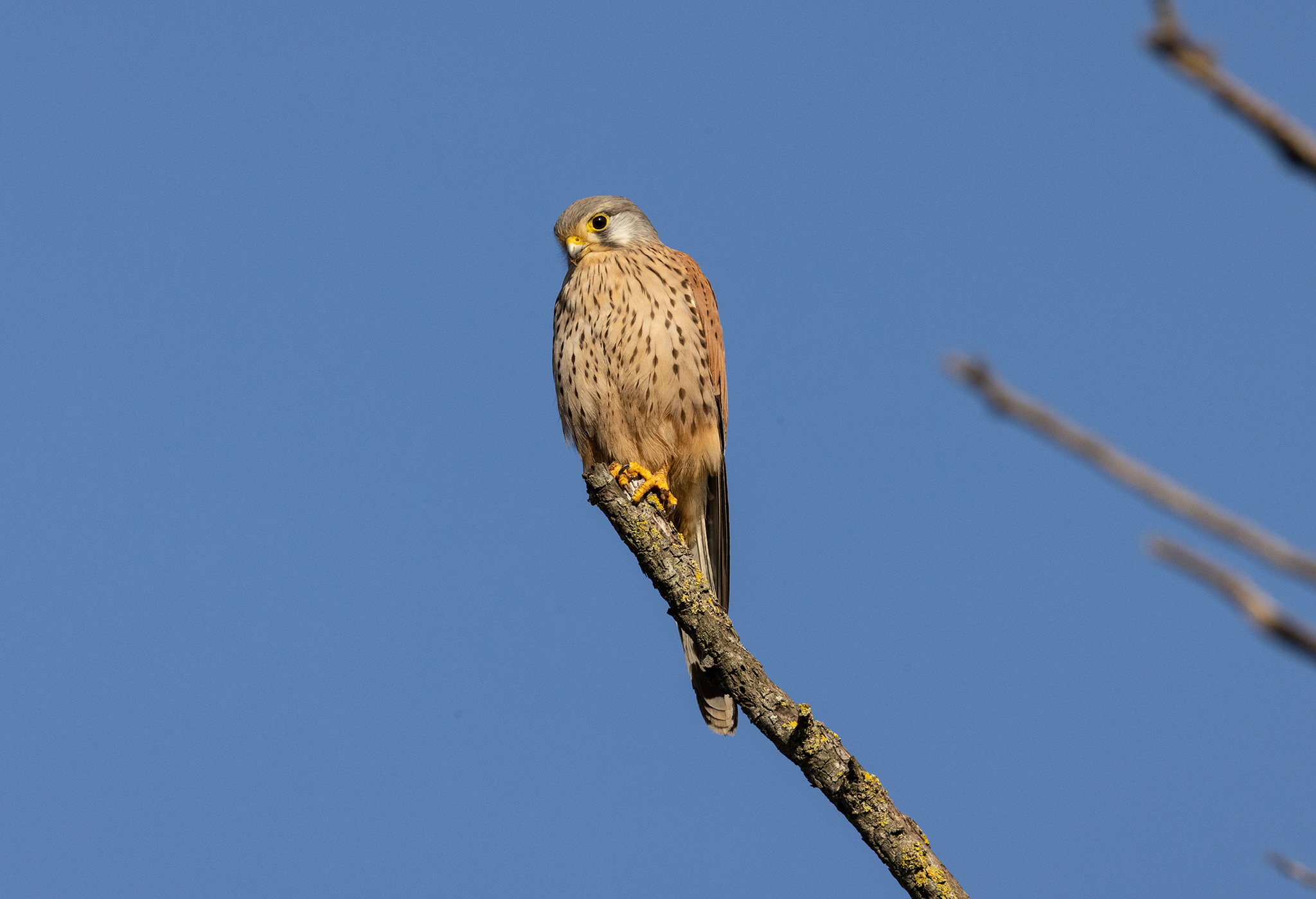 Resting kestrel