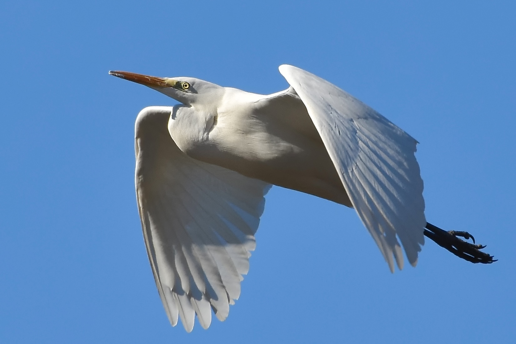 airone bianco maggiore