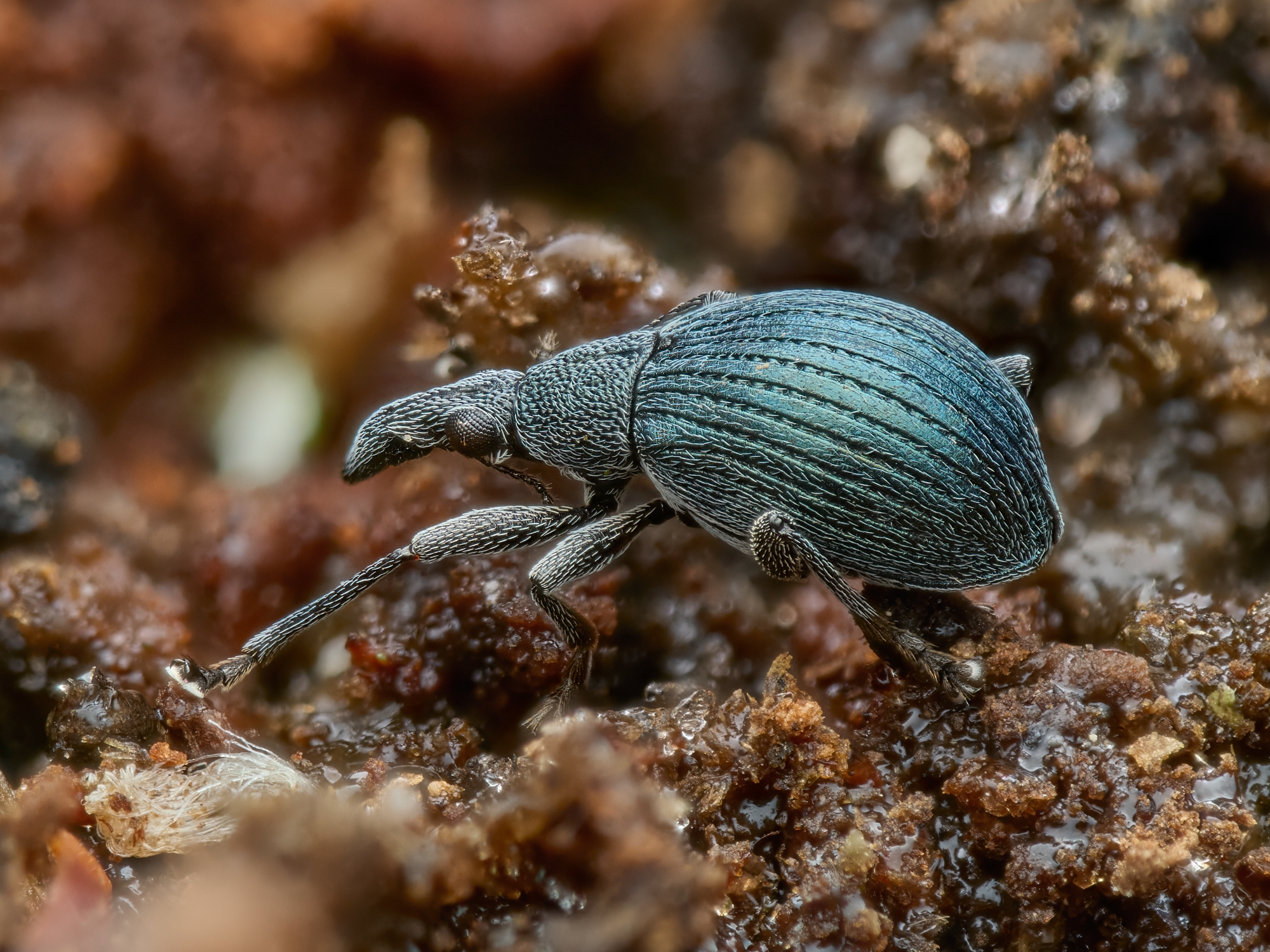Oxystoma pomonae