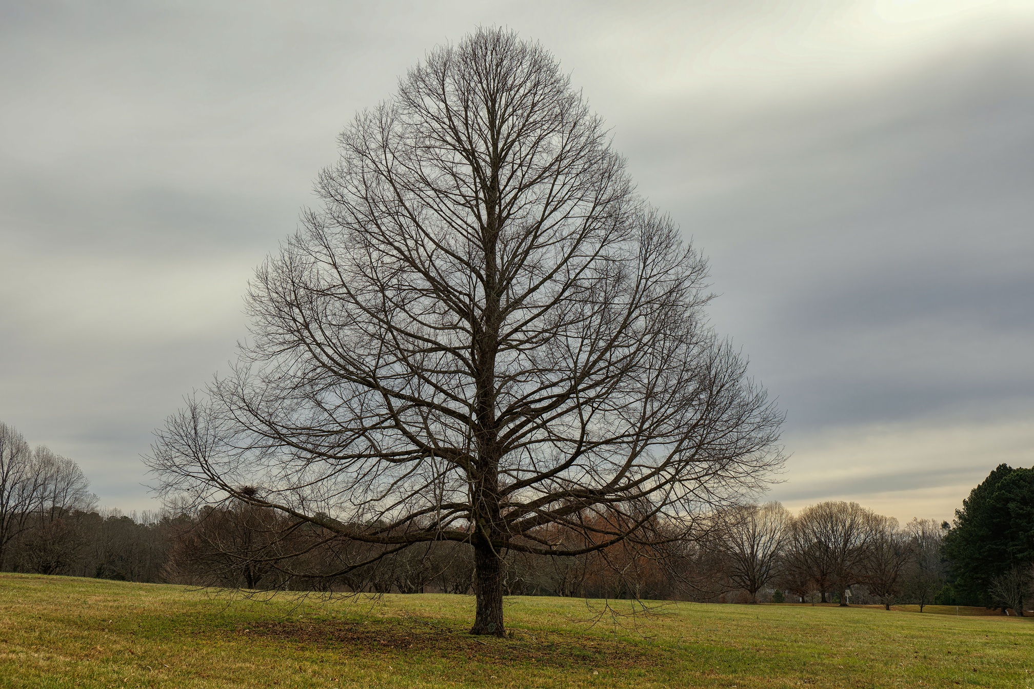 Milliken Arboretum in January 2, 2026 Canon 5D4