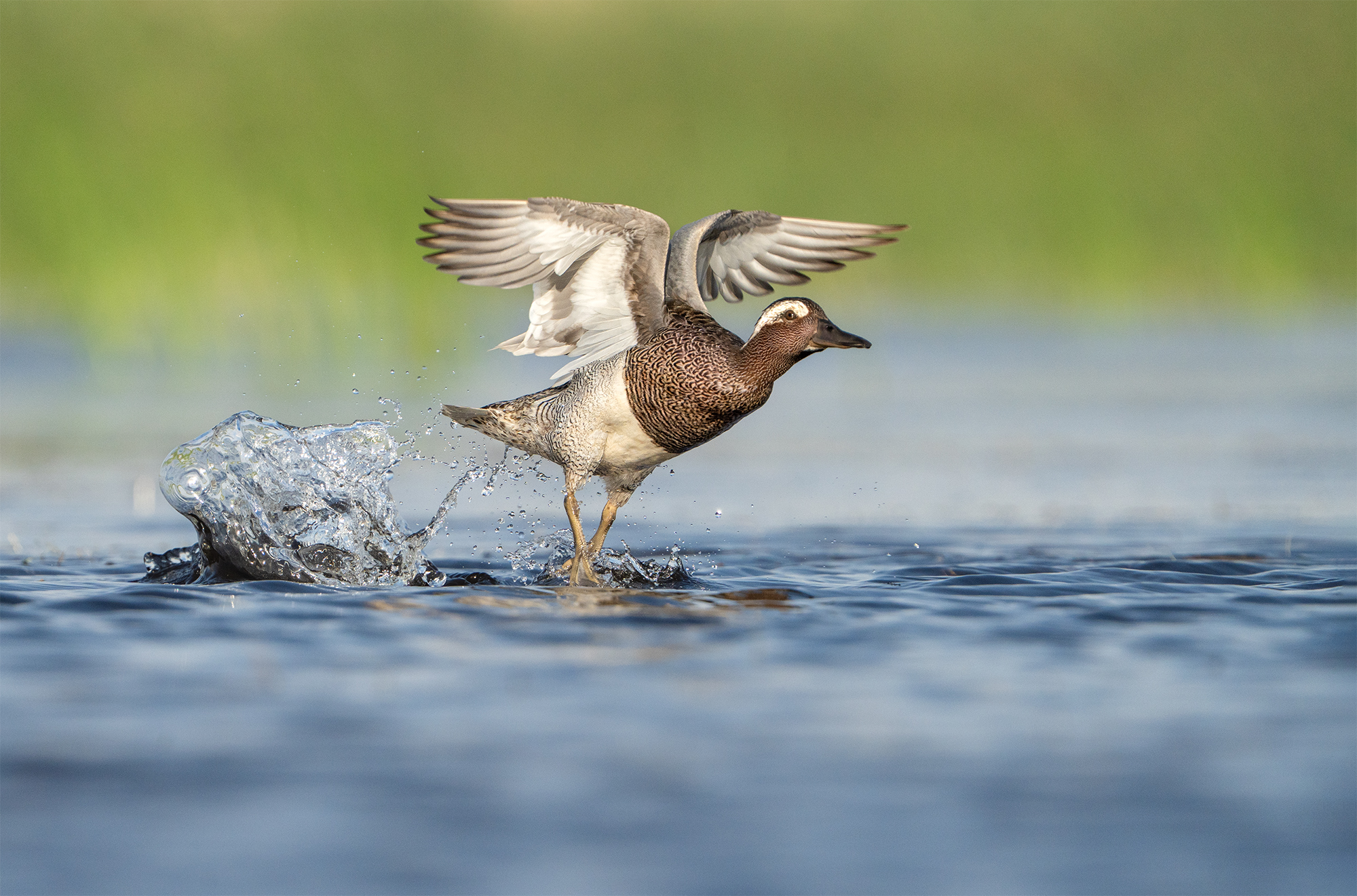 garganey