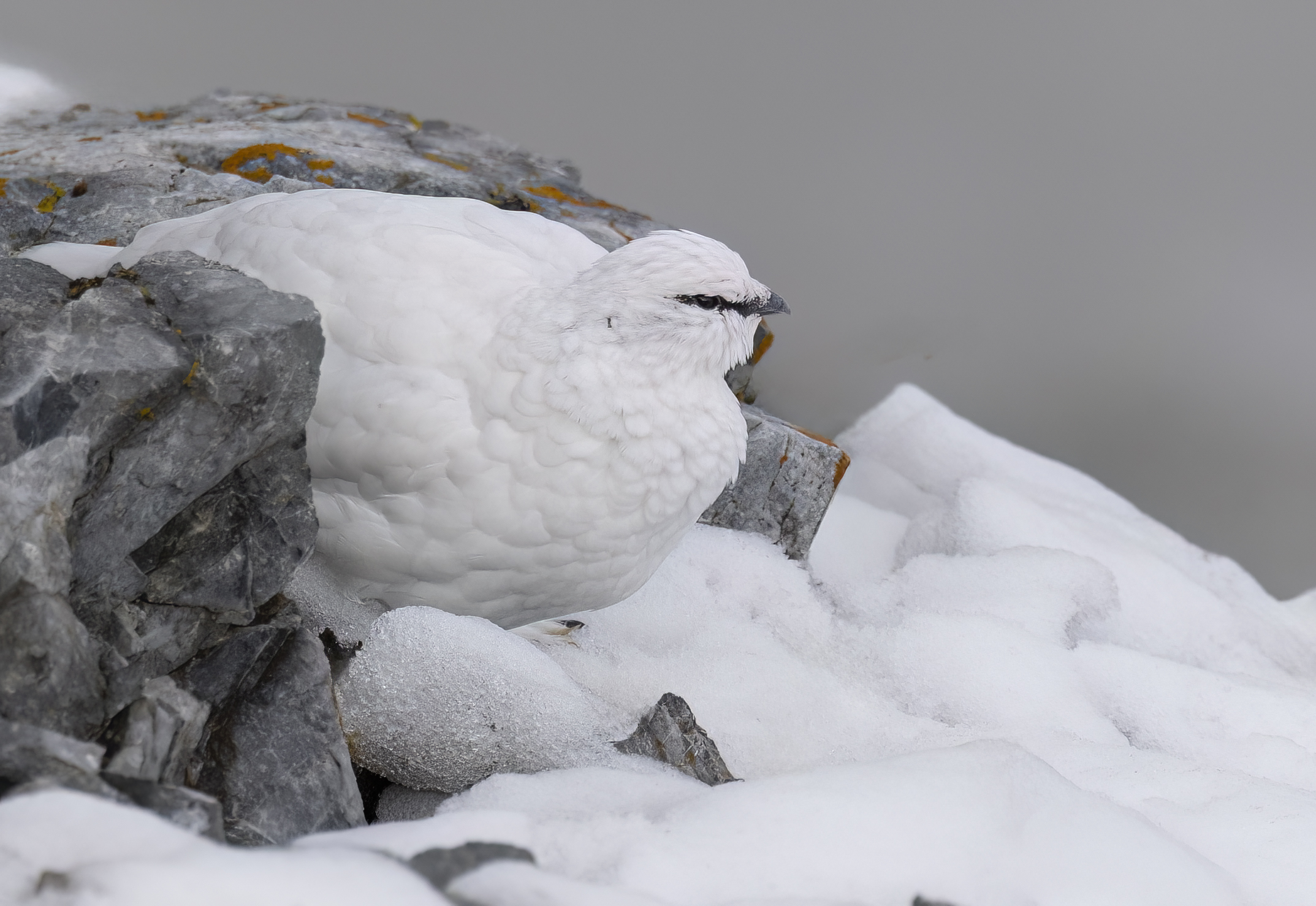 l'inverno della pernice bianchissima