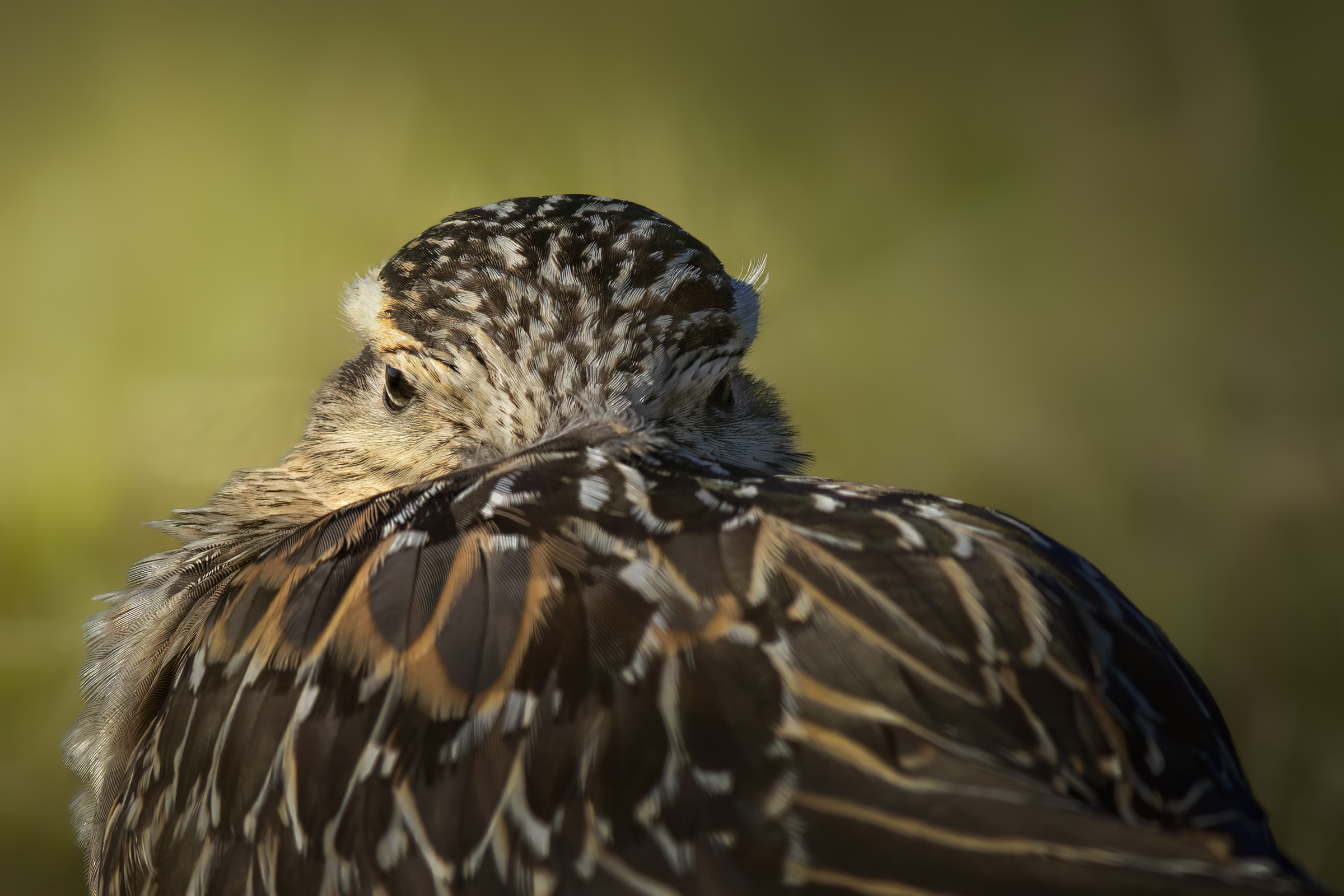 The gaze of the Tortolino Plover
