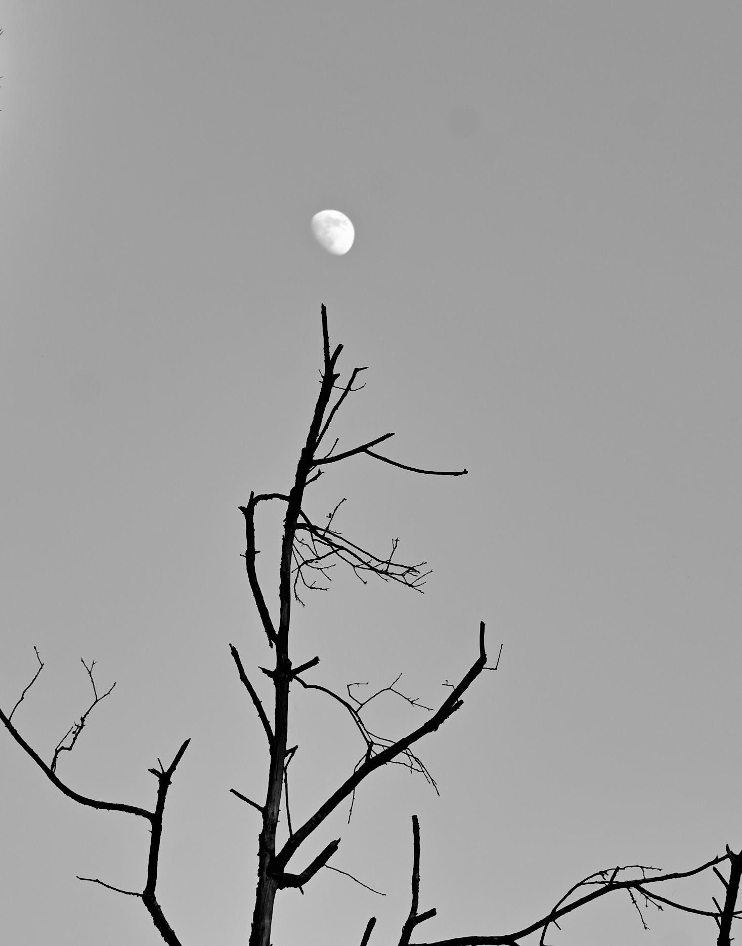 E la luna bussò.....