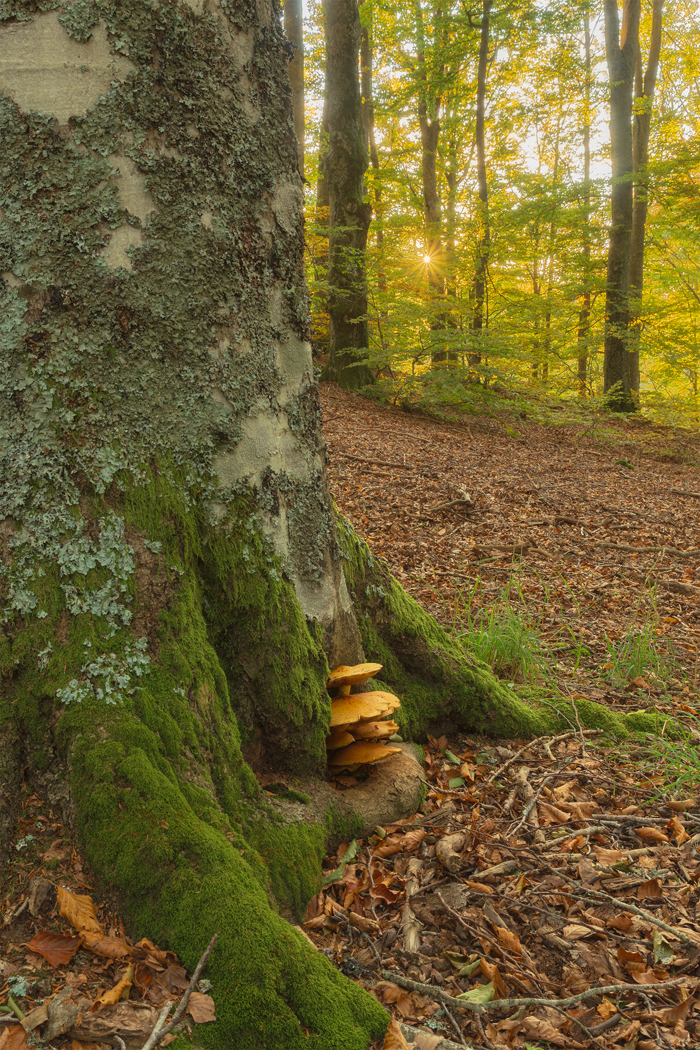 Frammenti d'autunno
