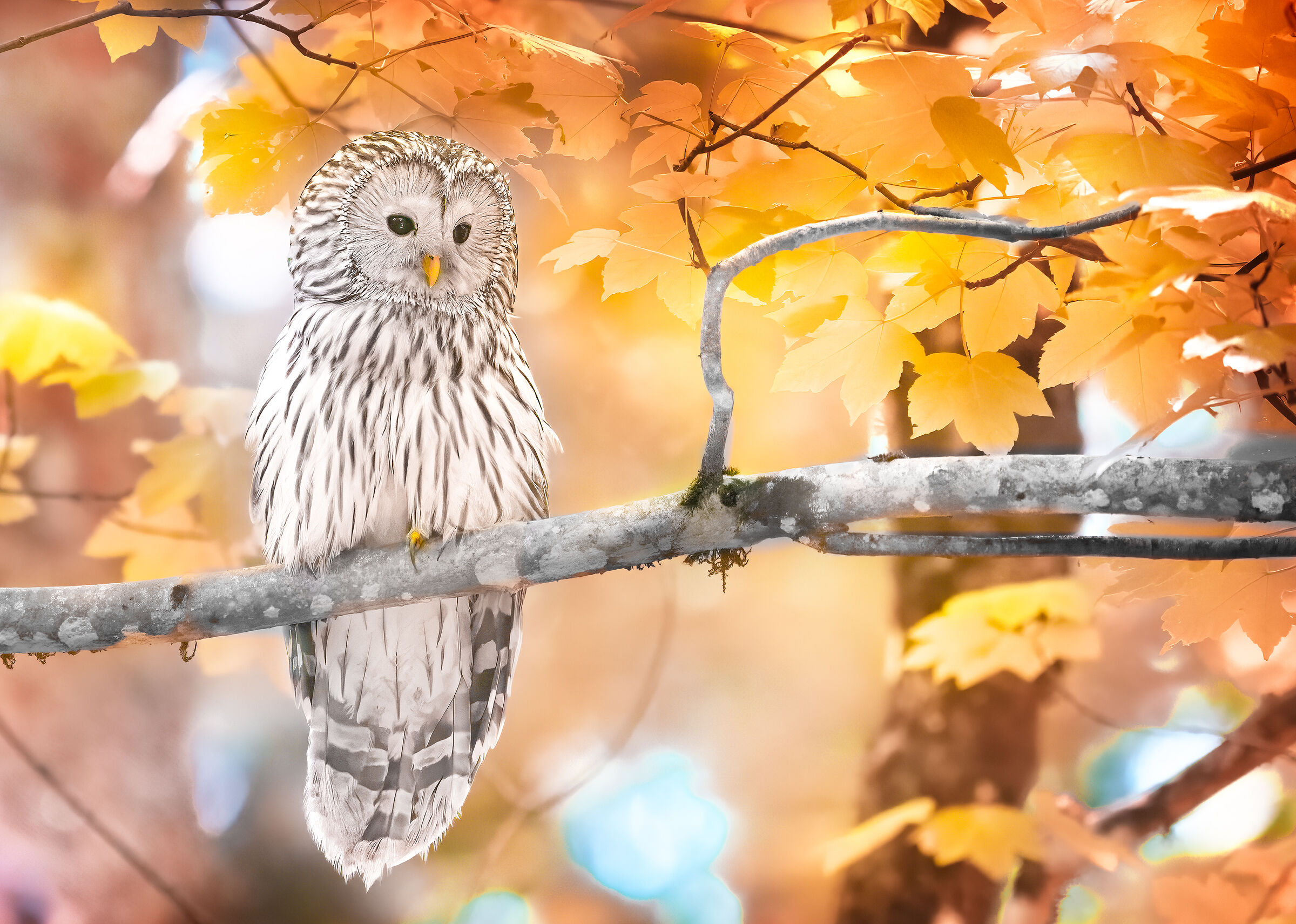 Ural Owl Slovenia
