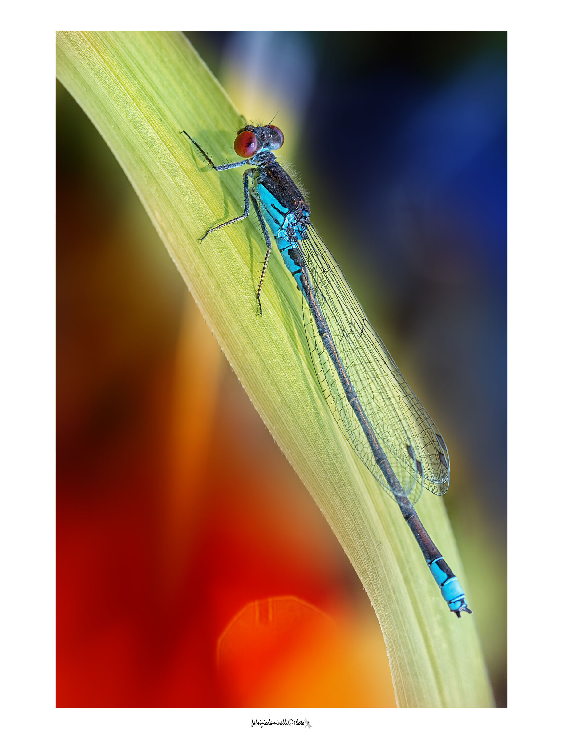 Erythromma viridulum