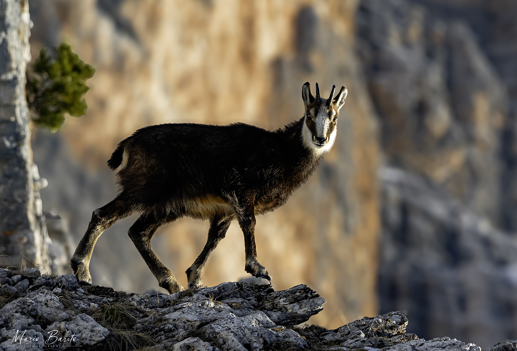 Young chamois