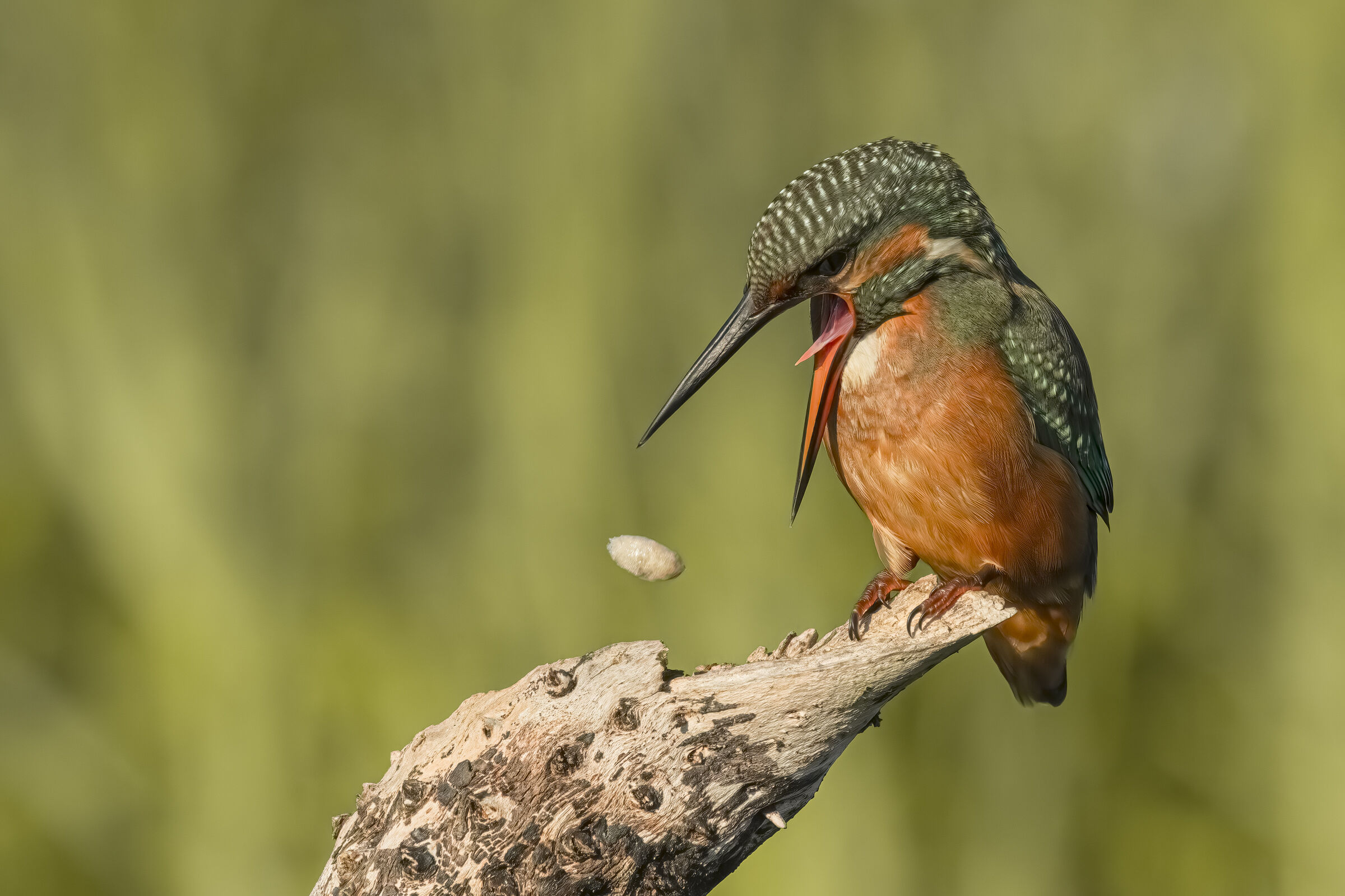 Kingfisher