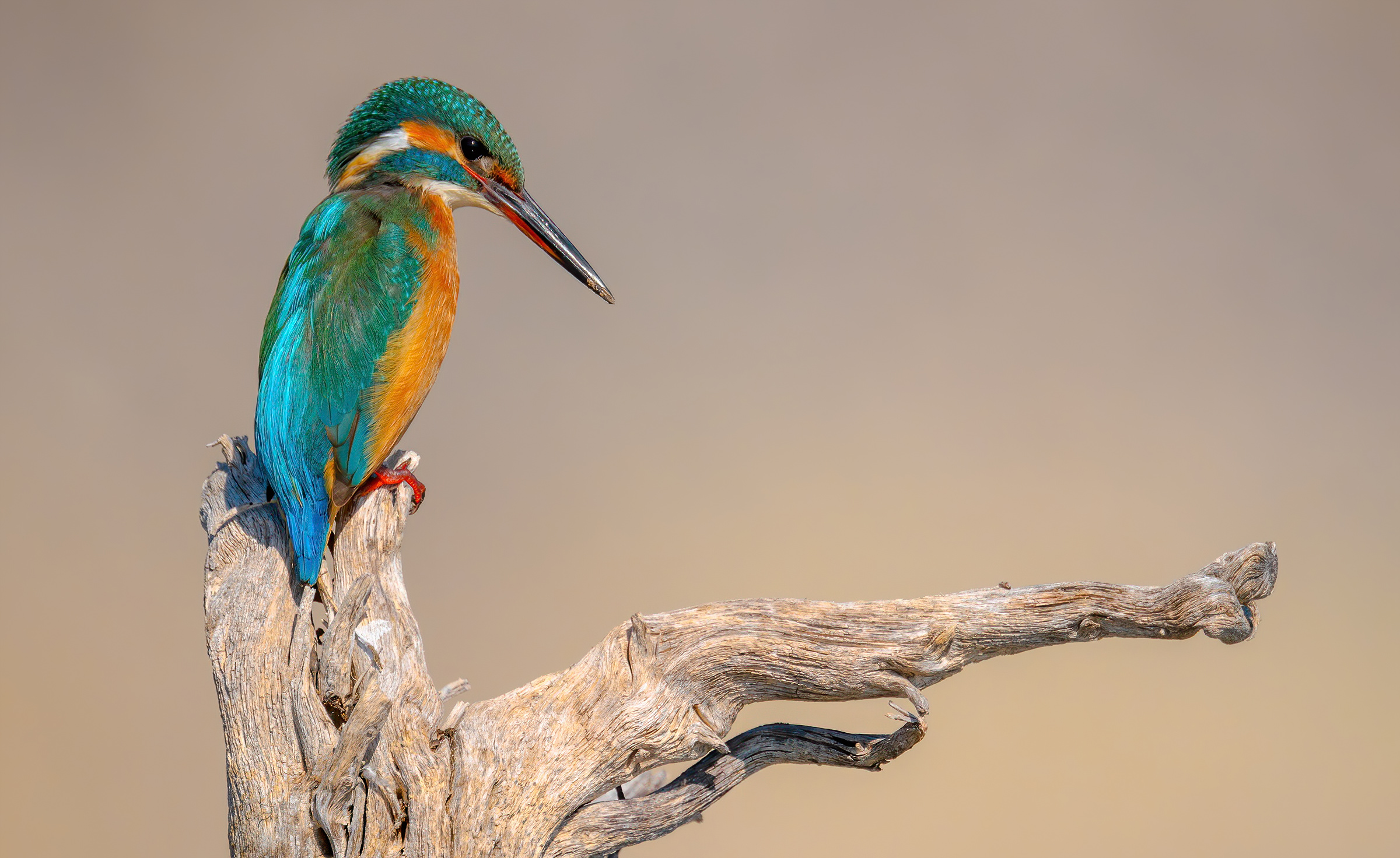 Martin pescatore comune