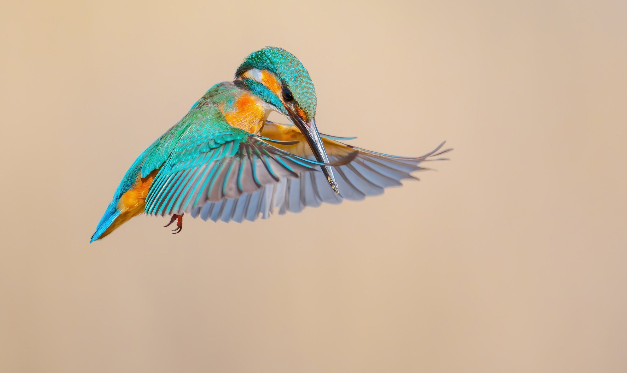 Martin pescatore comune