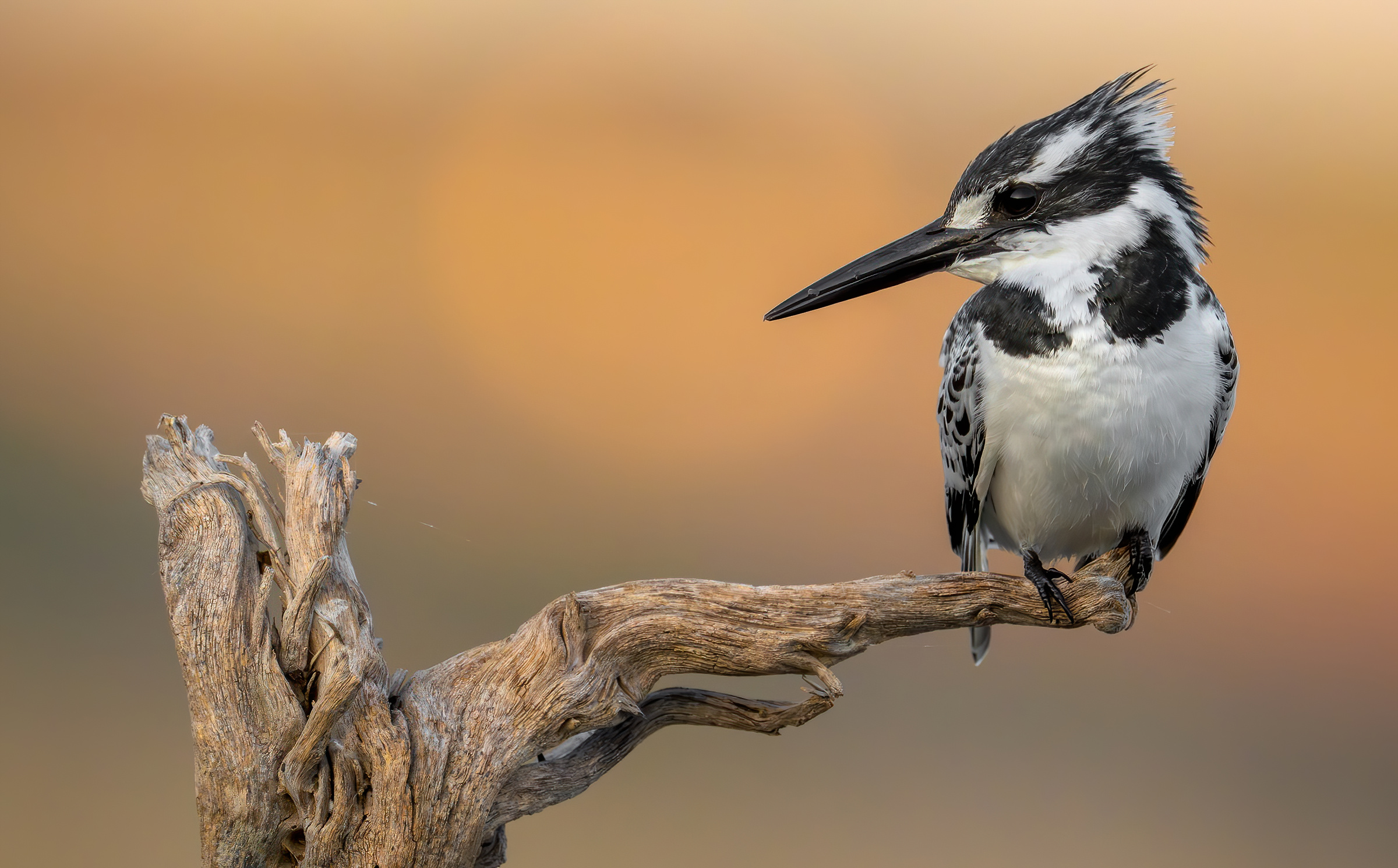 pied kingfisher