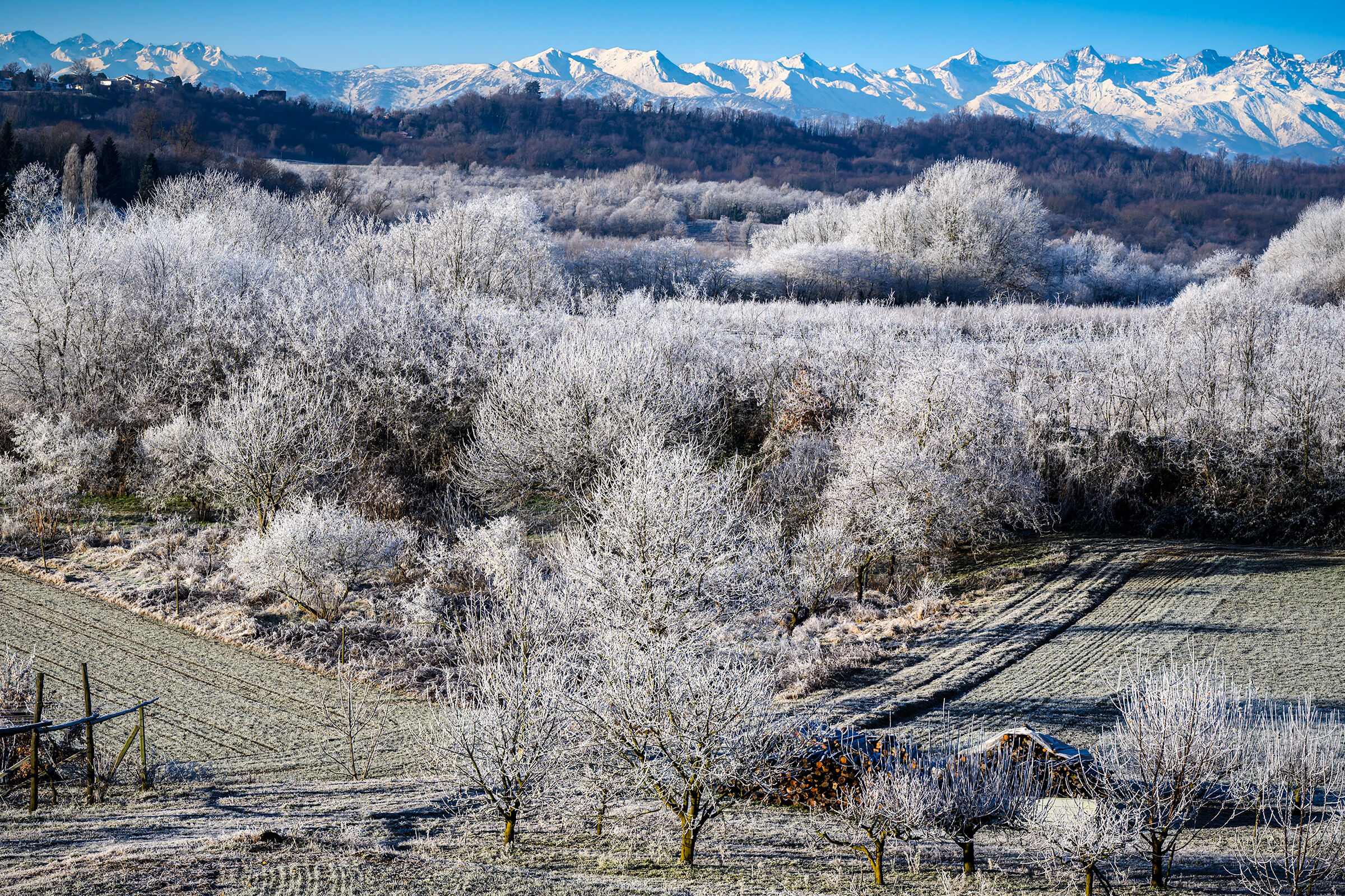 Under a veil of enchanted frost