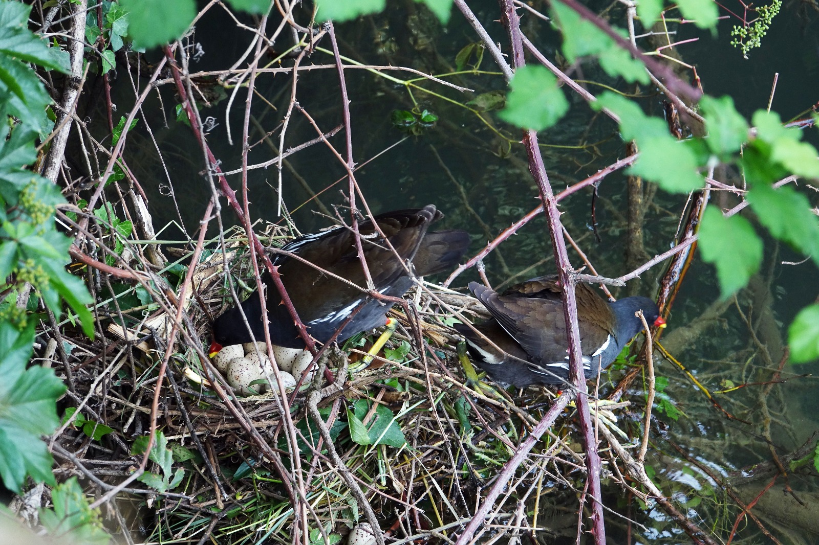 Moorhen