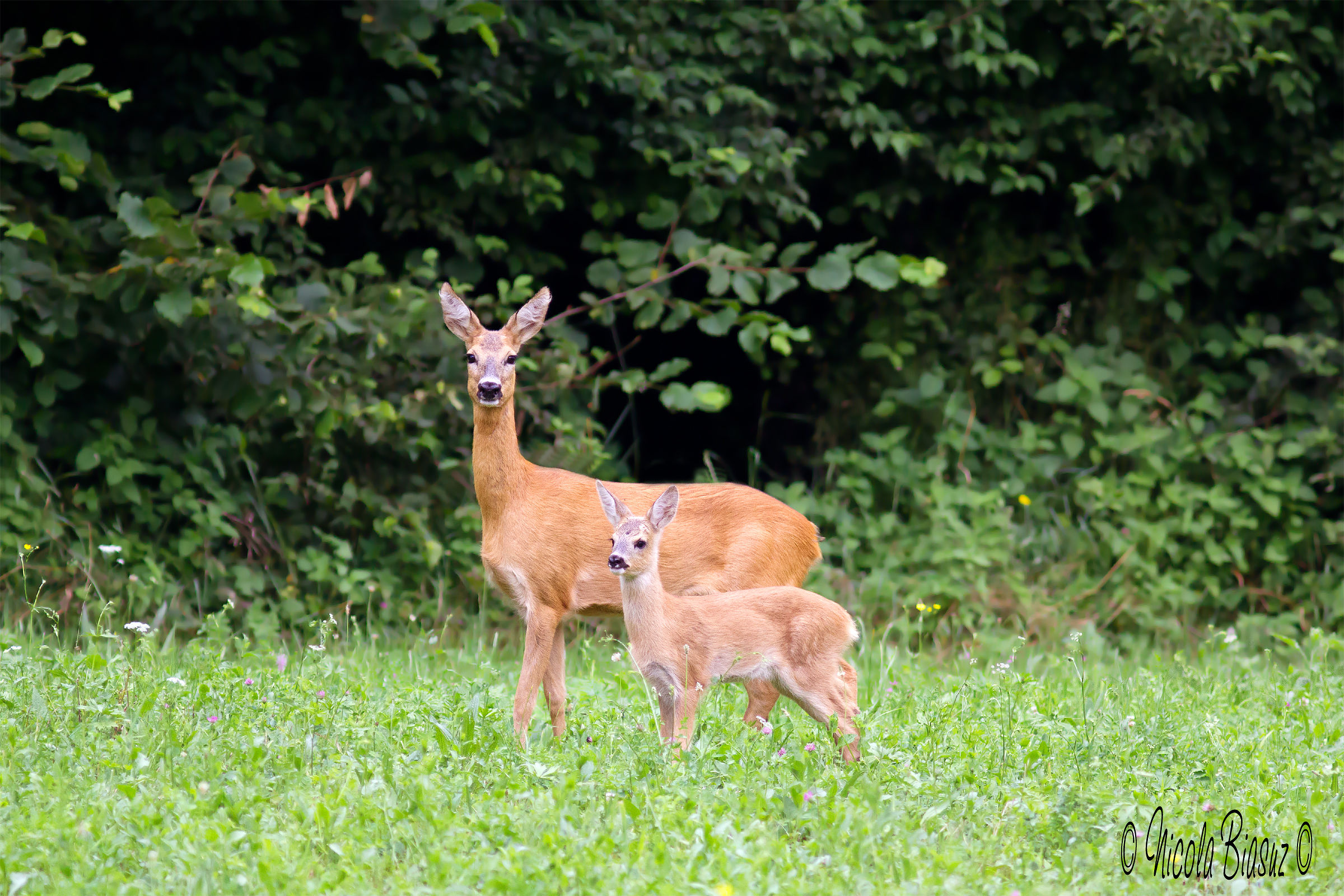 The mother is always the mom ..