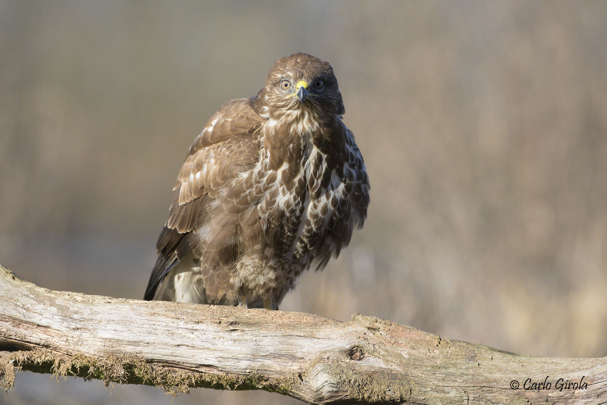 Poiana (Buteo buteo)