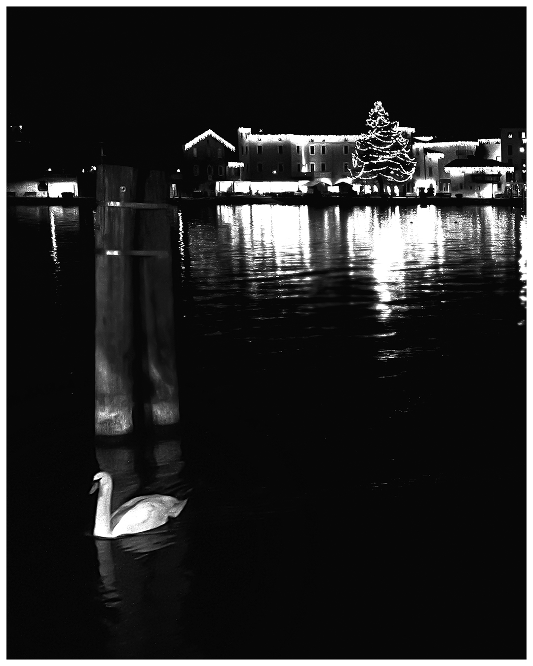 Un cigno durante una gelida notte invernale