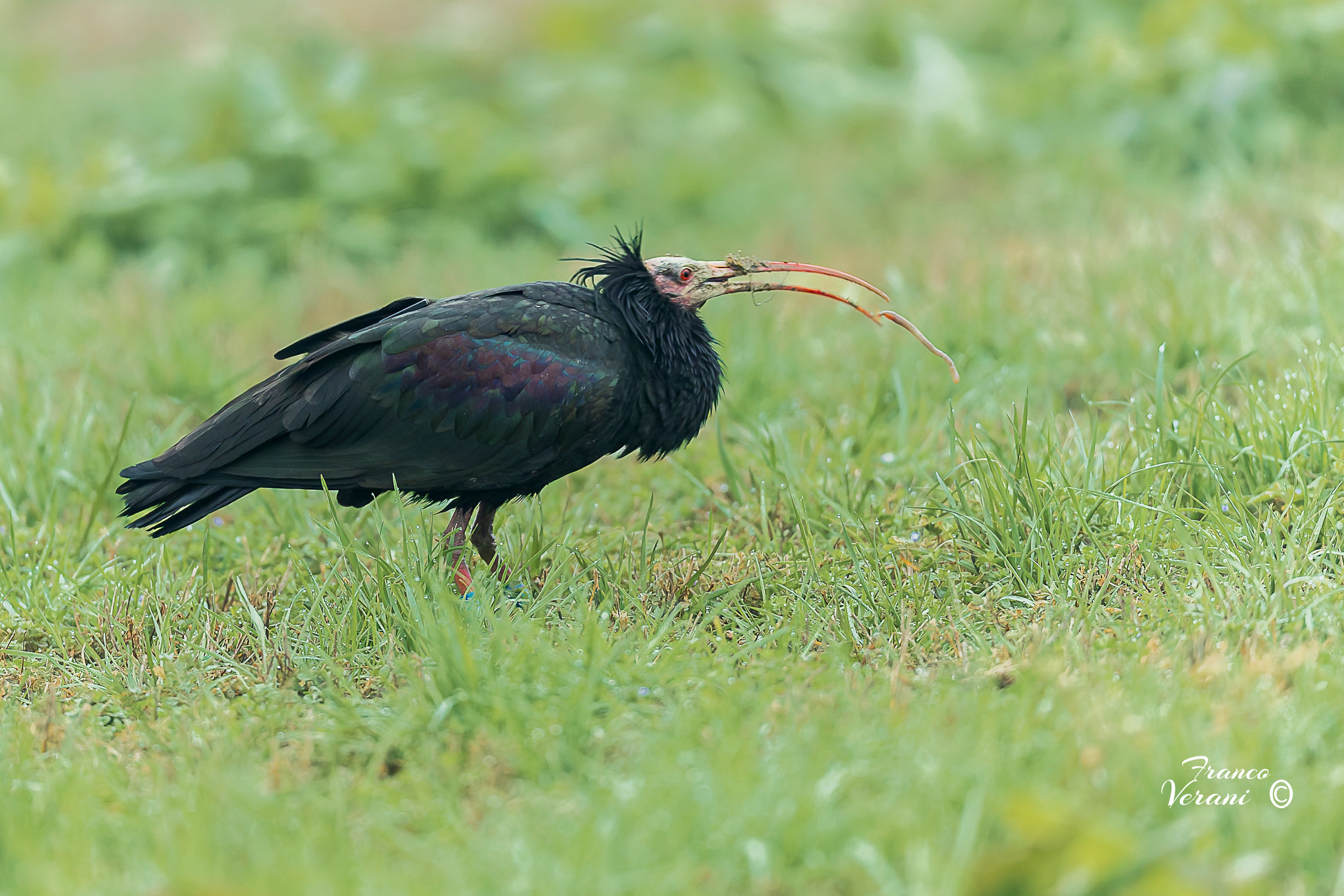 Ibis Eremita con lombrico comune (Lumbricus terrestris)